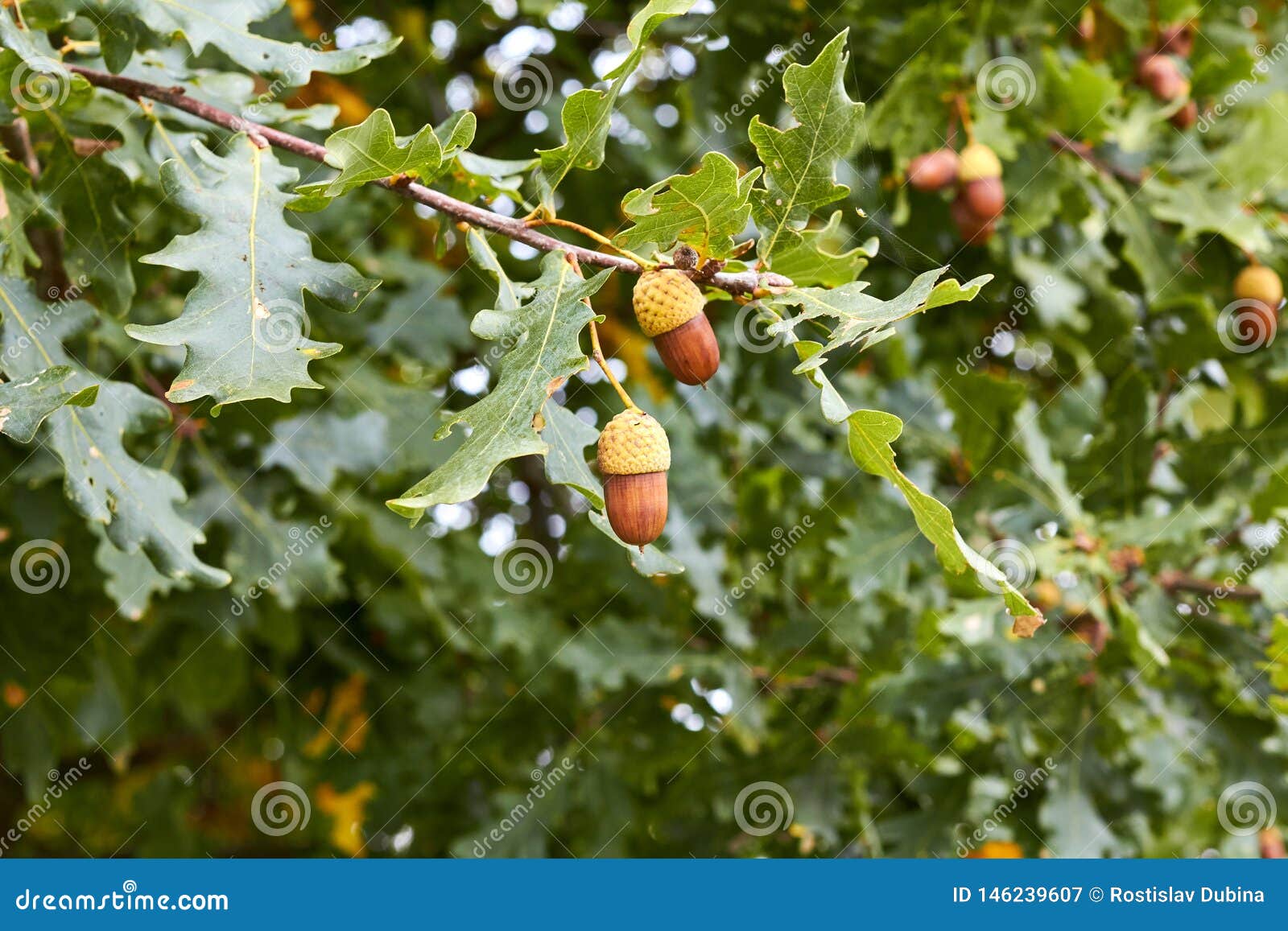 Acorns Hang On The Tree Young Oak Seeds On A Green Branch Of A Tree Oak Tree Fruit Twigs Of A Tree With Green Leaves Acorns Stockbild Bild Von Makro Sonderkommando