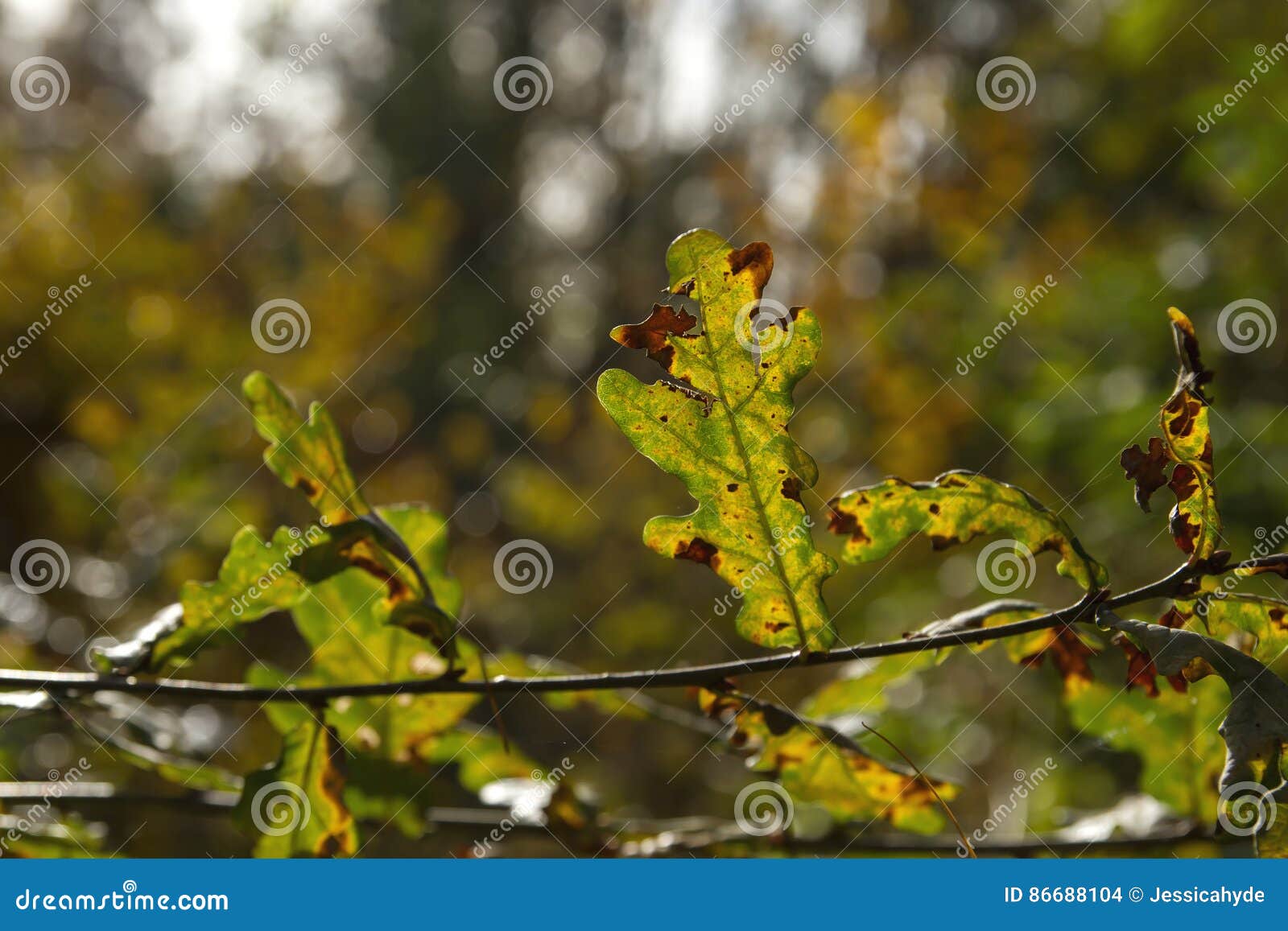 Eichenblätter im Herbst stockfoto. Bild von verblassen 86688104