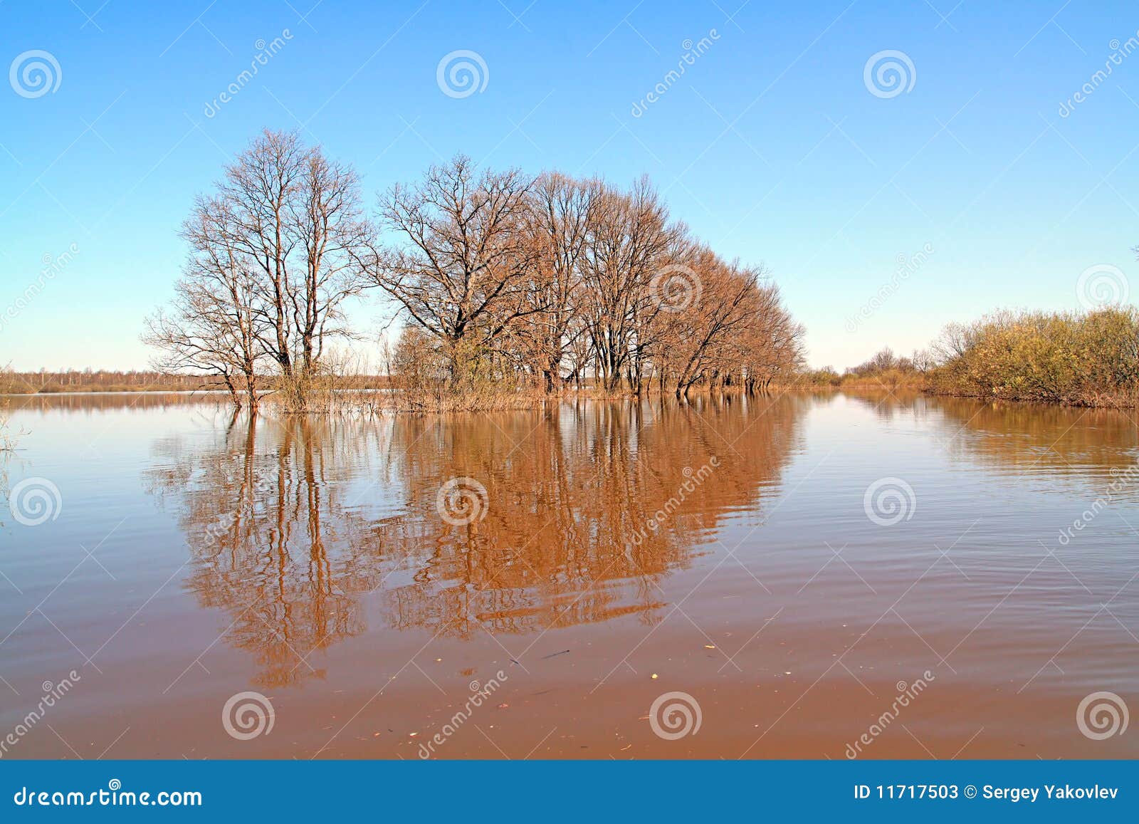 Eichenholz im Wasser stockbild. Bild von büsche, magie 11717503