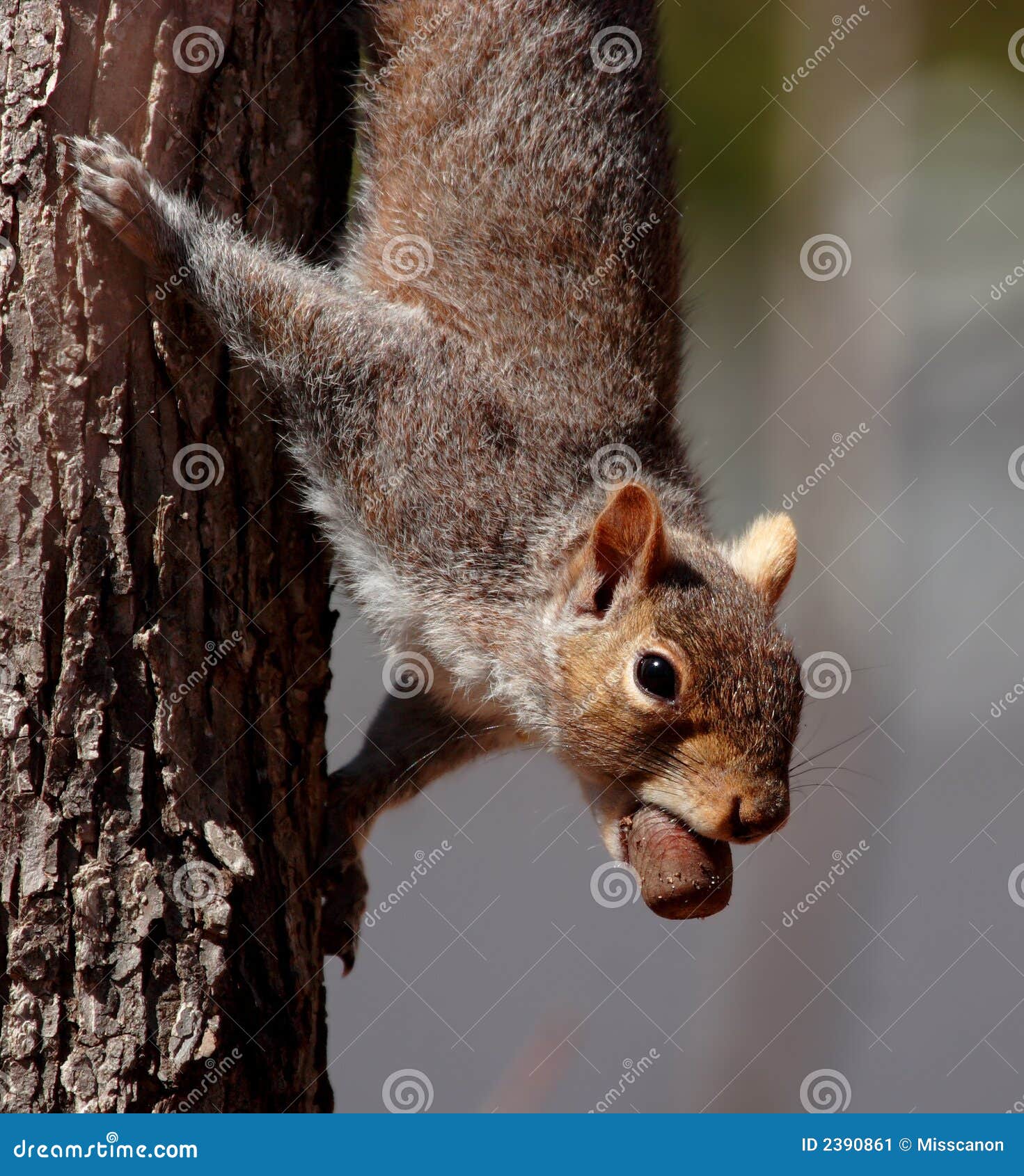 Eichhörnchen mit glücklichem Fang. Dieses ist ein graues Eichhörnchen, das sehr glücklich ist, etwas gefunden zu haben zu essen