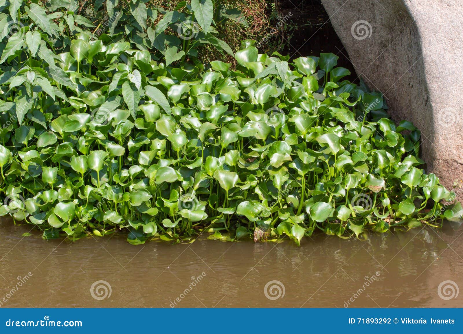 eichornia crassipes in dirty river, india, andaman islands