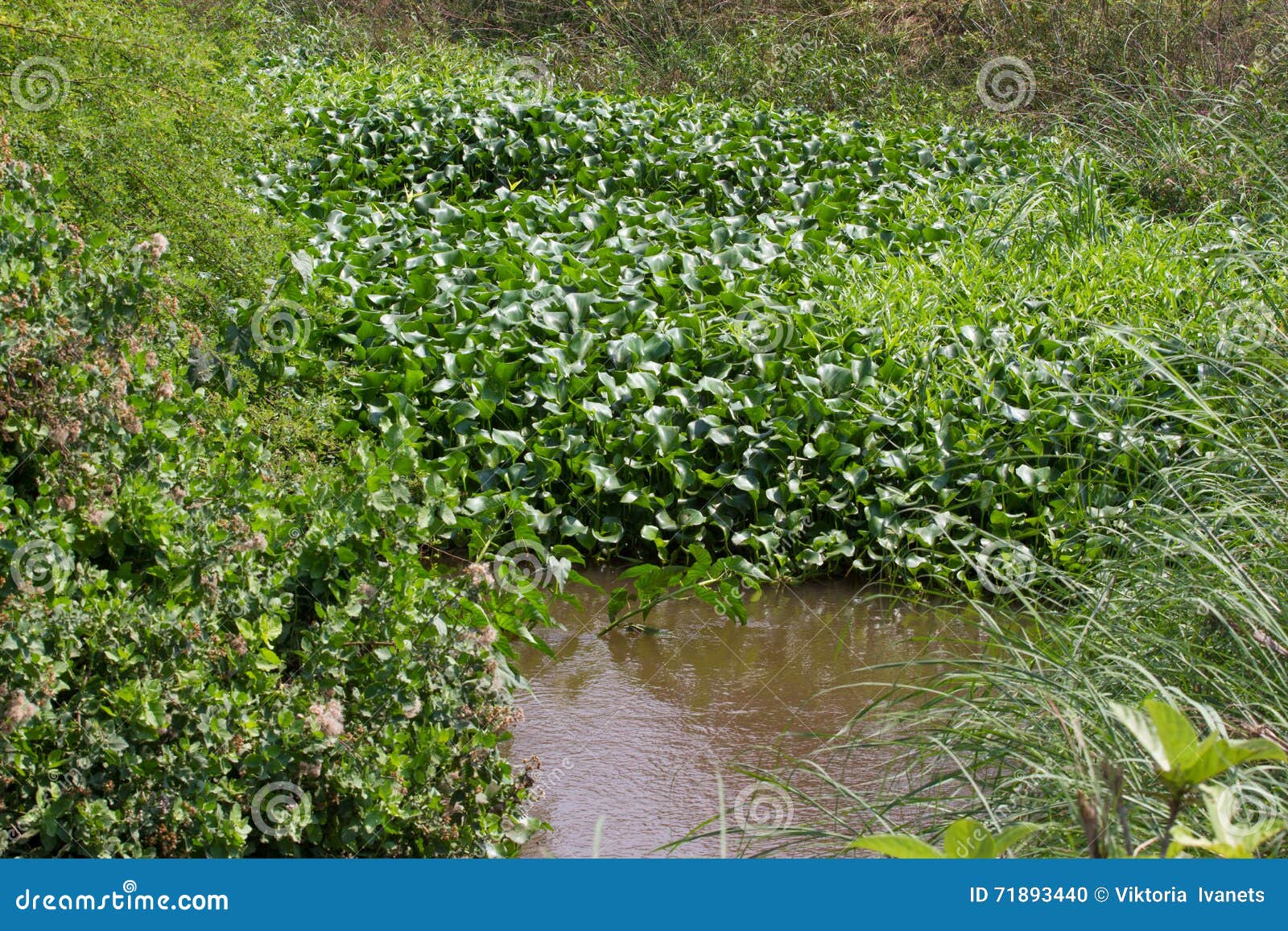 eichornia crassipes in dirty river, india, andaman islands