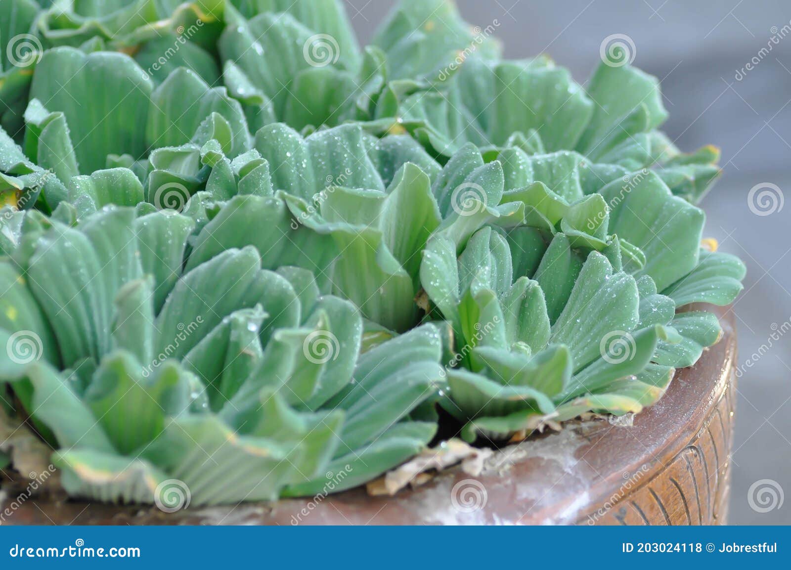 eichornia crassipes, water hyacinth or dew drop