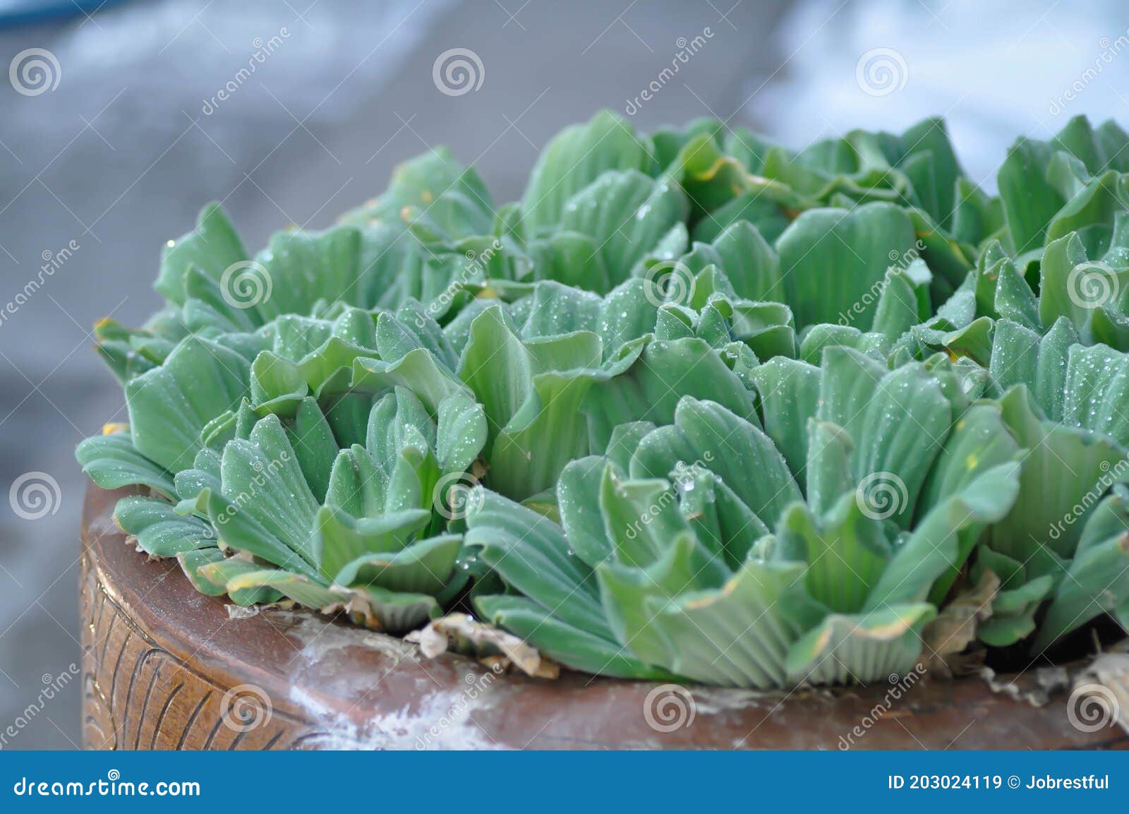 eichornia crassipes, water hyacinth or dew drop on water hyacinth