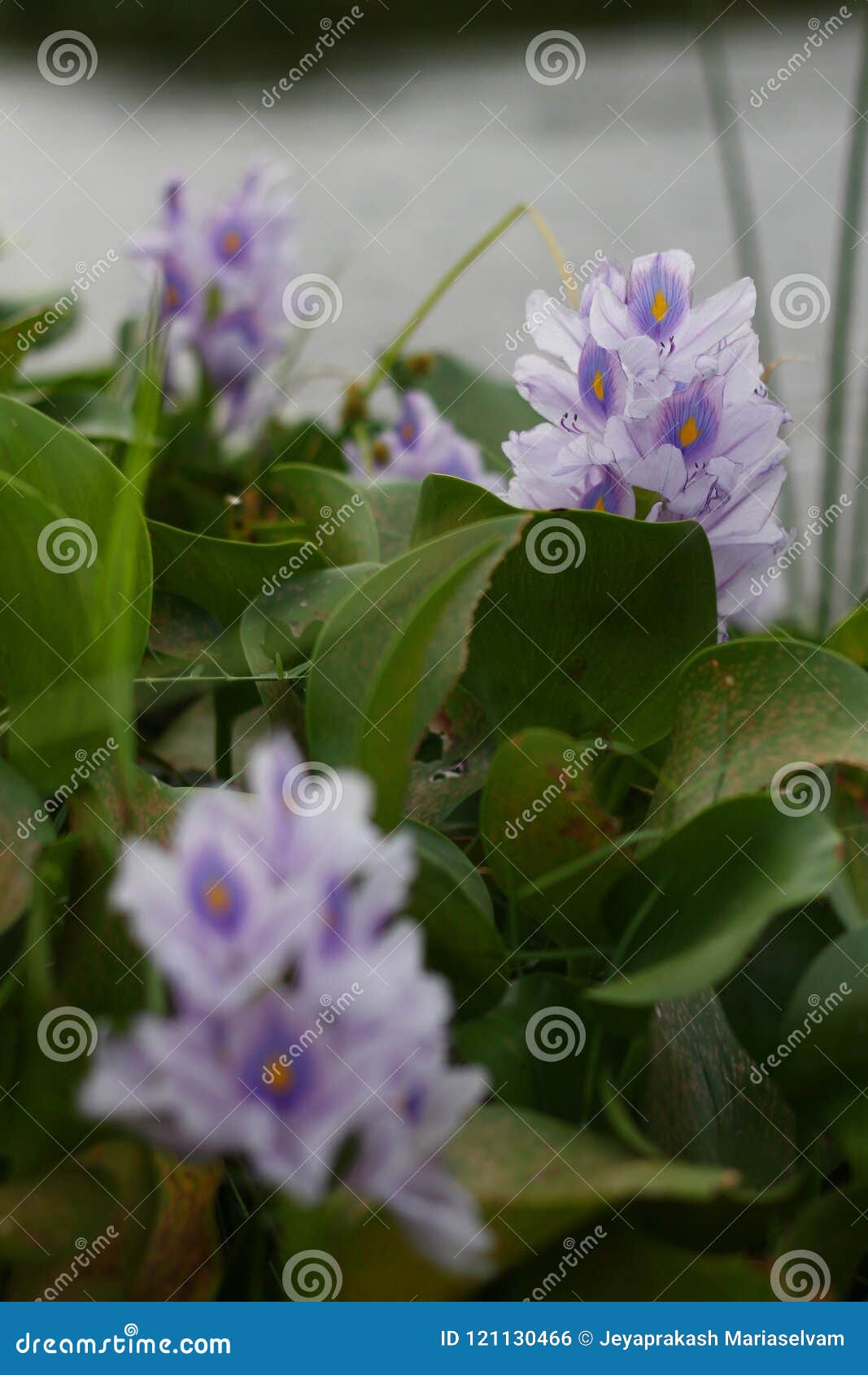 eichornia flower - common water hyacinth