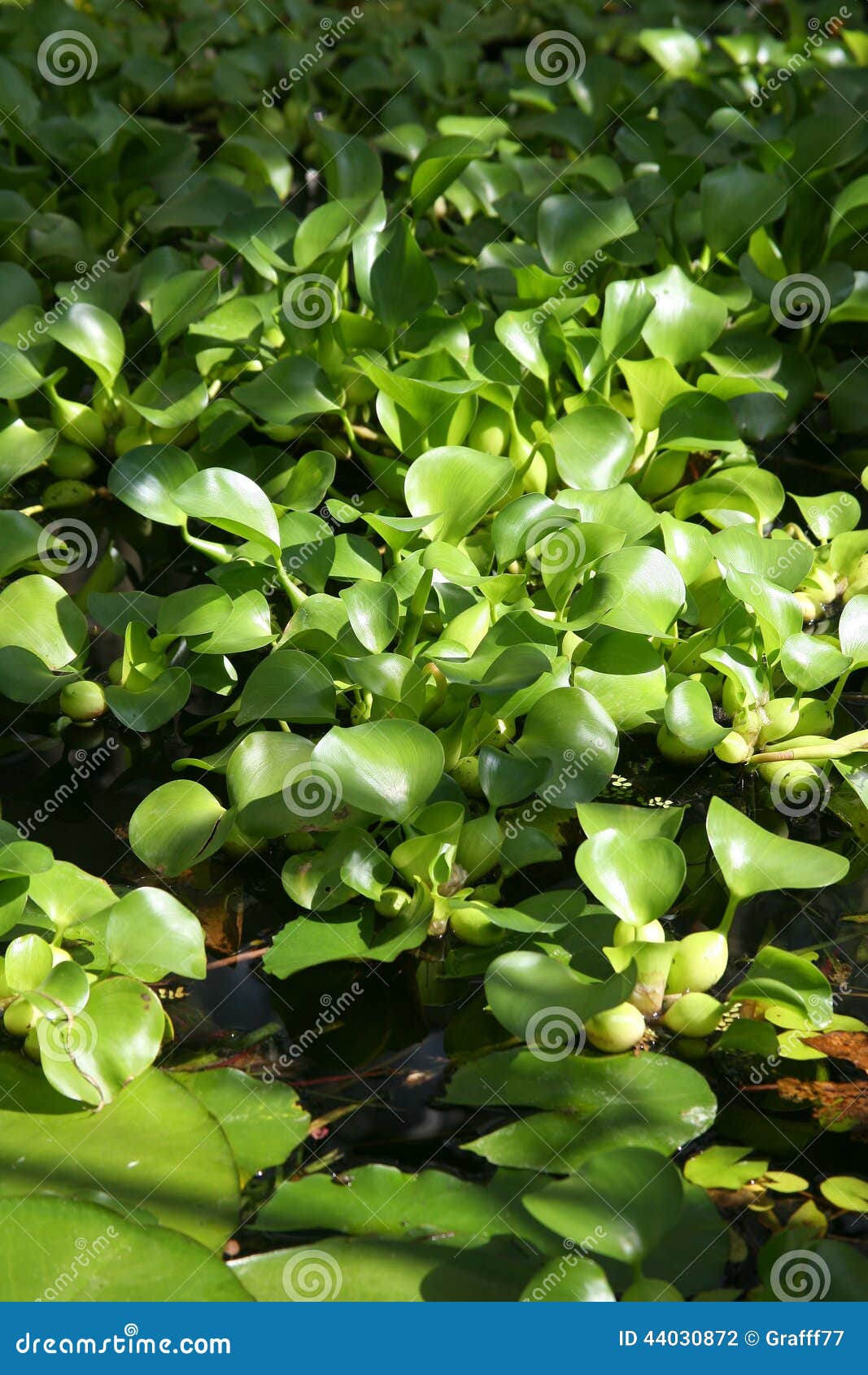 eichornia, water hyacinth