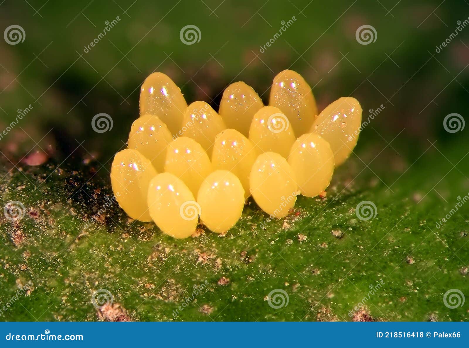 Eier Der Marienkäfer Harmonie Axyridis Auf Grünem Blatt Stockfoto