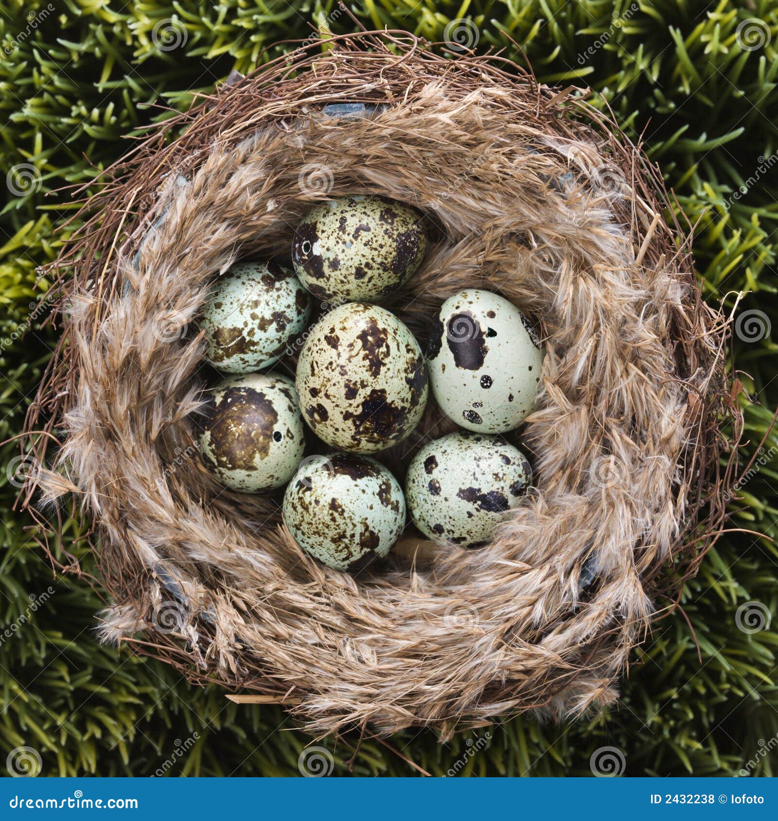 Verdikken zien In tegenspraak Eieren in nest. stock foto. Image of gras, leven, eieren - 2432238