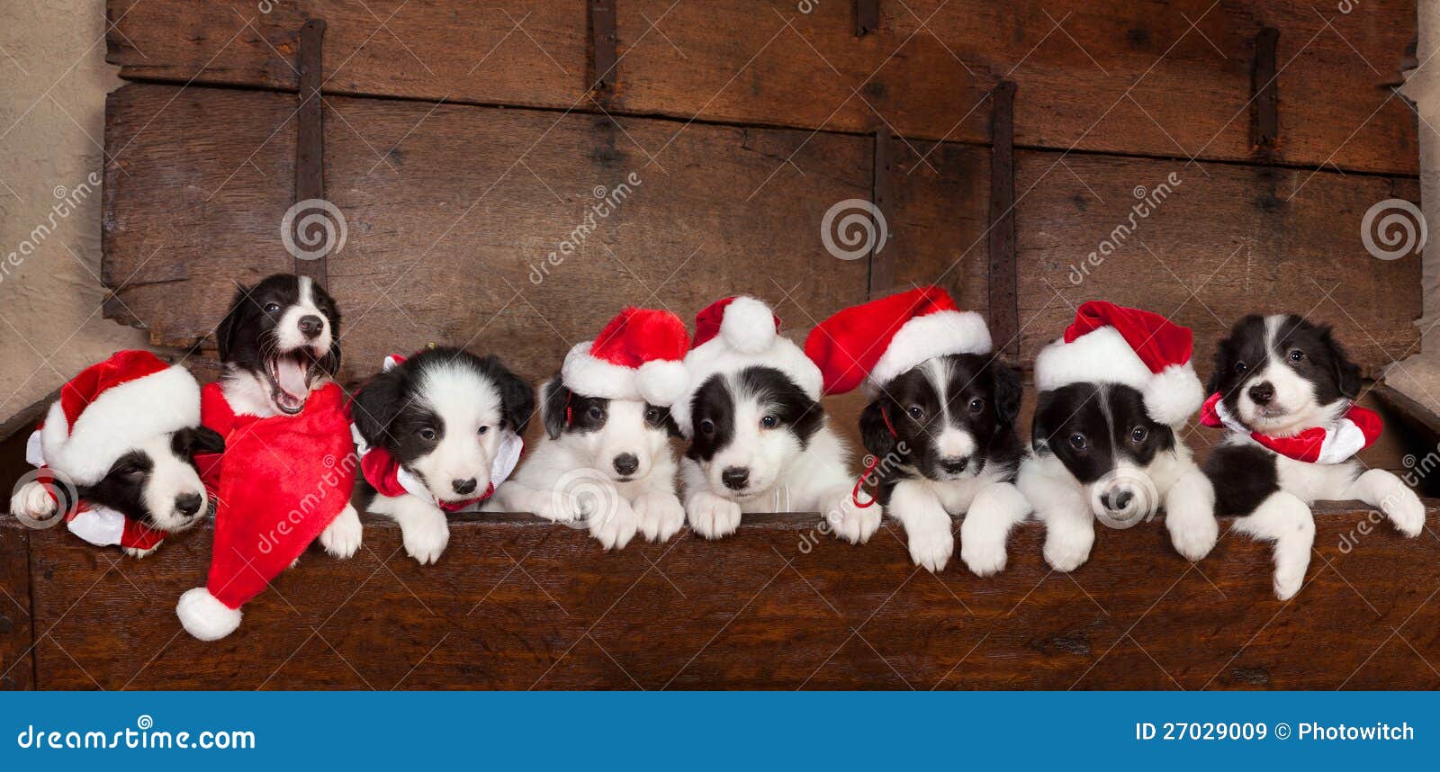 Eight Christmas Puppies Royalty Free Stock Images Image
