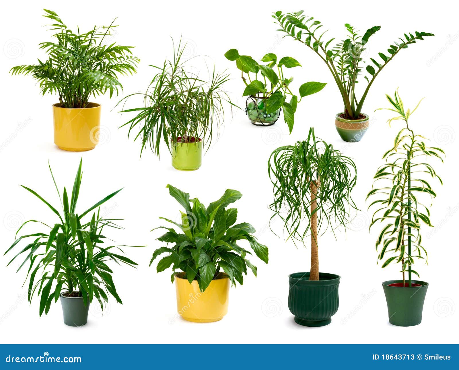 eight different indoor plants in a set
