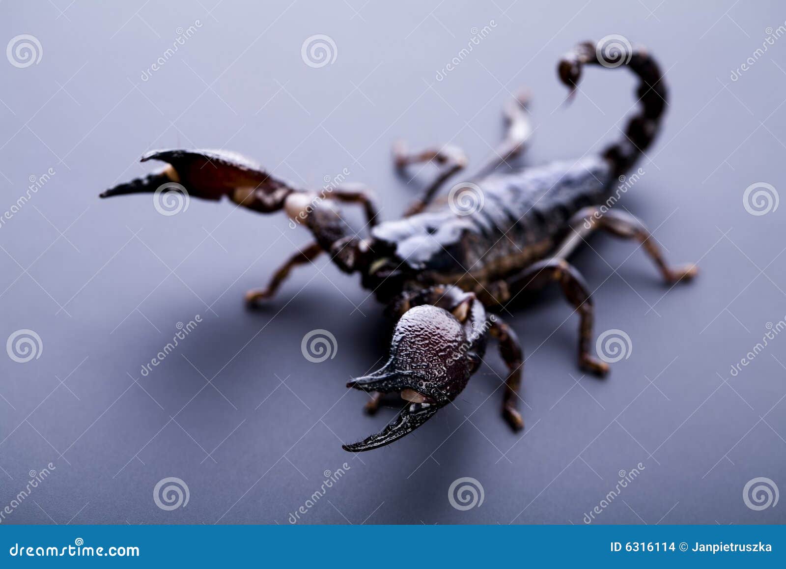 eight-legged scorpion