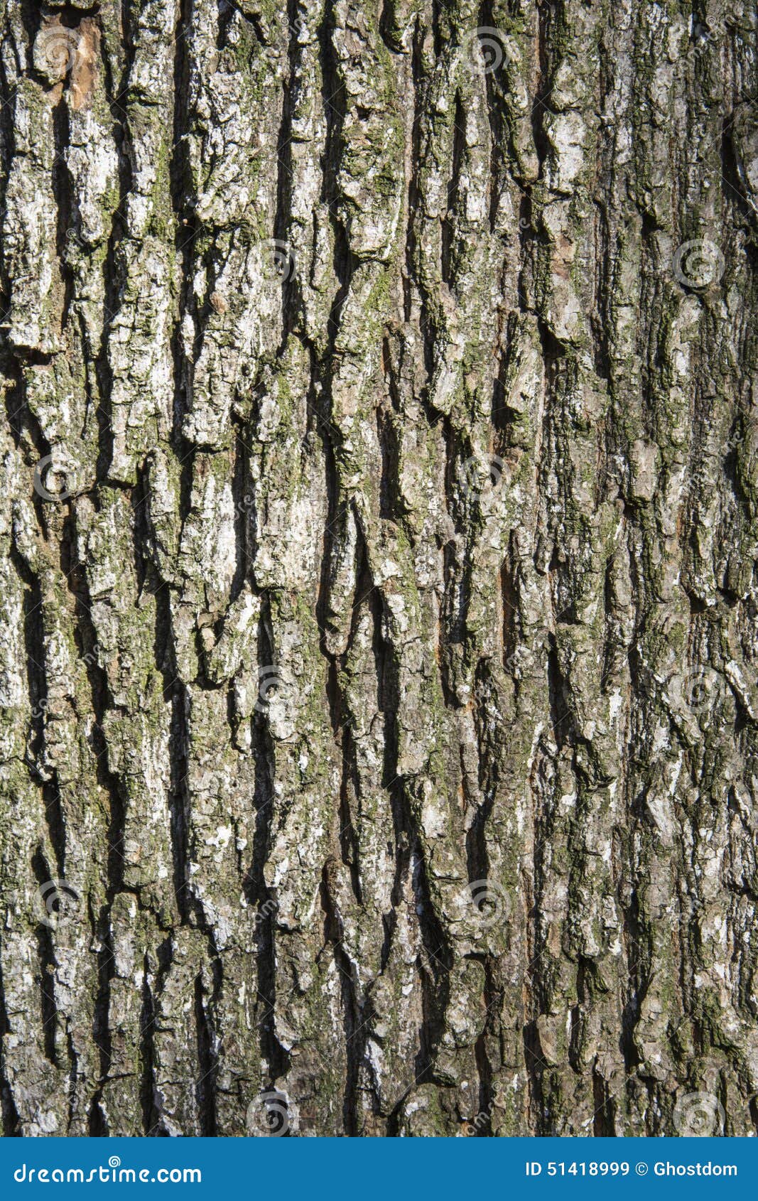 Textuur van een oude eiken boomschors