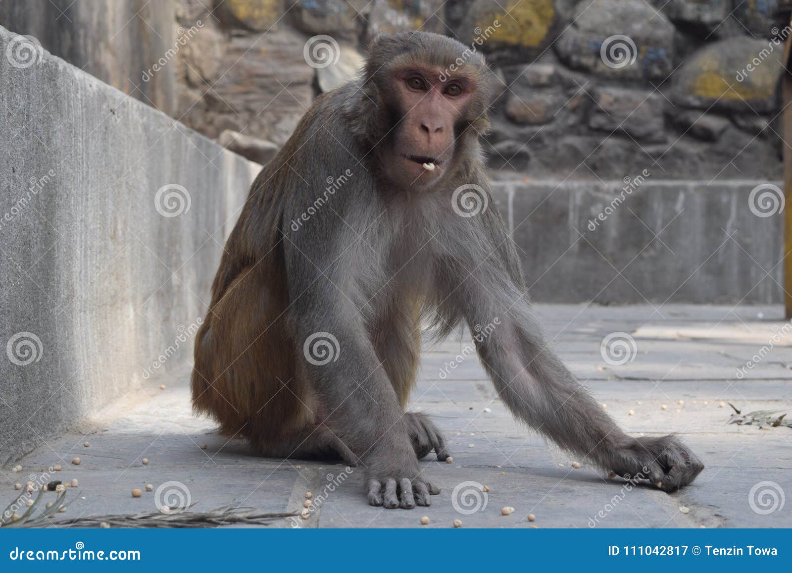 Ein Affe Der Korner Und Getrocknete Erbsen Isst Stockbild Bild Von Nepal Kamera 111042817
