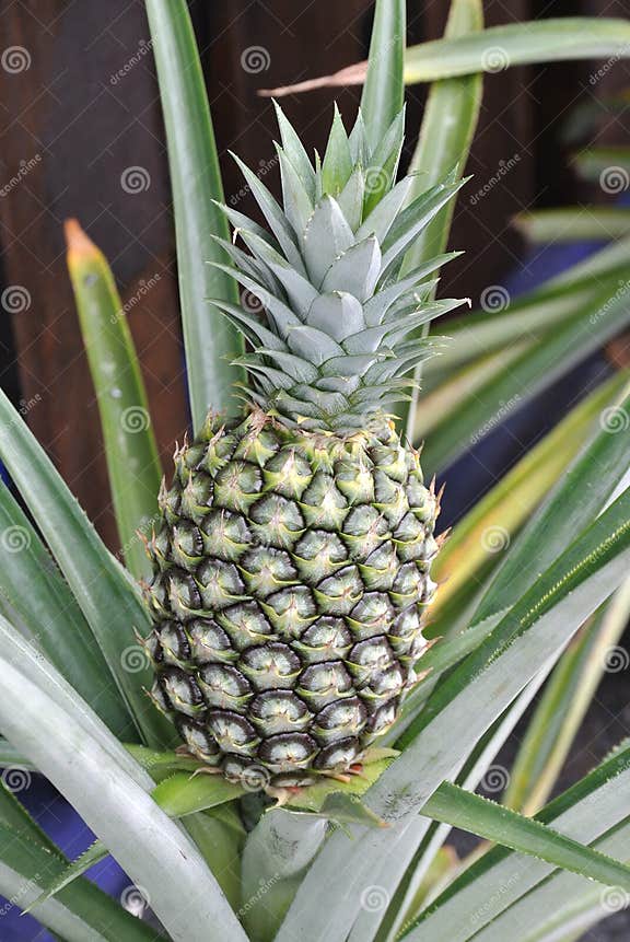 Ein Ananasbaum Oder Ananas Comosus Baum Stockbild Bild von