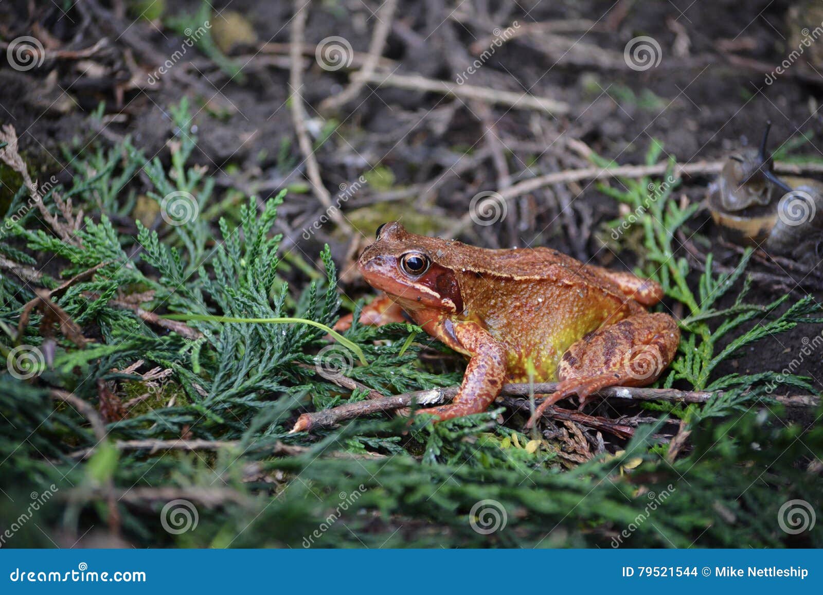 Ein Bunter Brauner Grüner Und Orange Frosch In Meinem