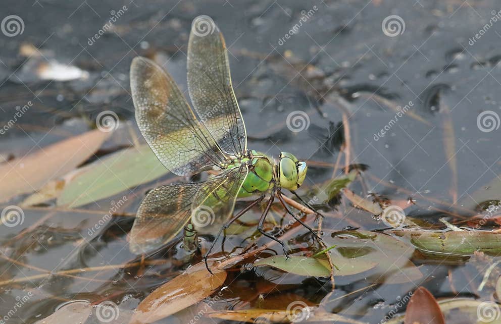 Ein Erstaunliches KaiserLibelle Anaximperator, Das Seine Eier in