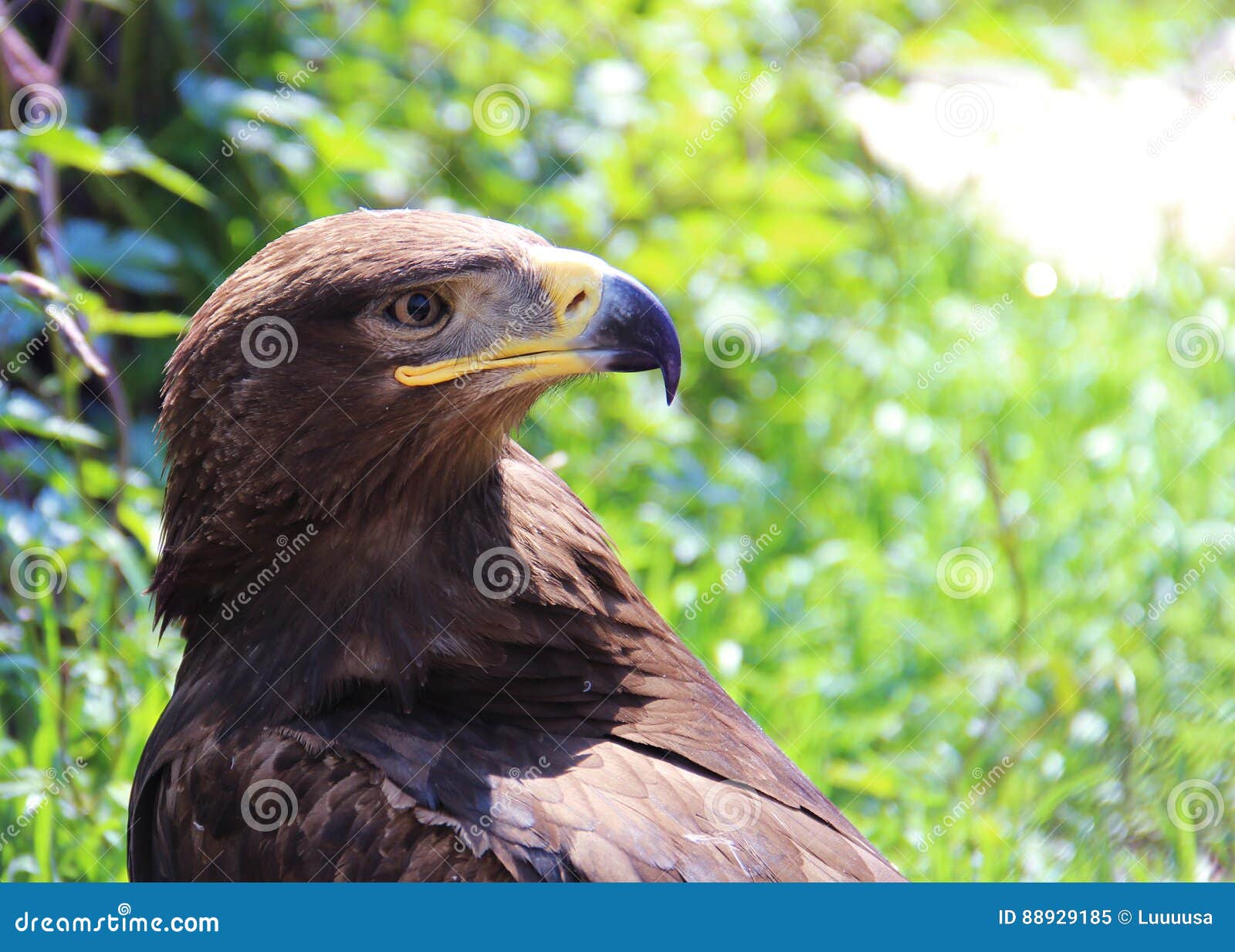 Ein europäischer Adler im Zoo Konzept des Freiheitsgefängnisses, Wille, Gefangenschaft