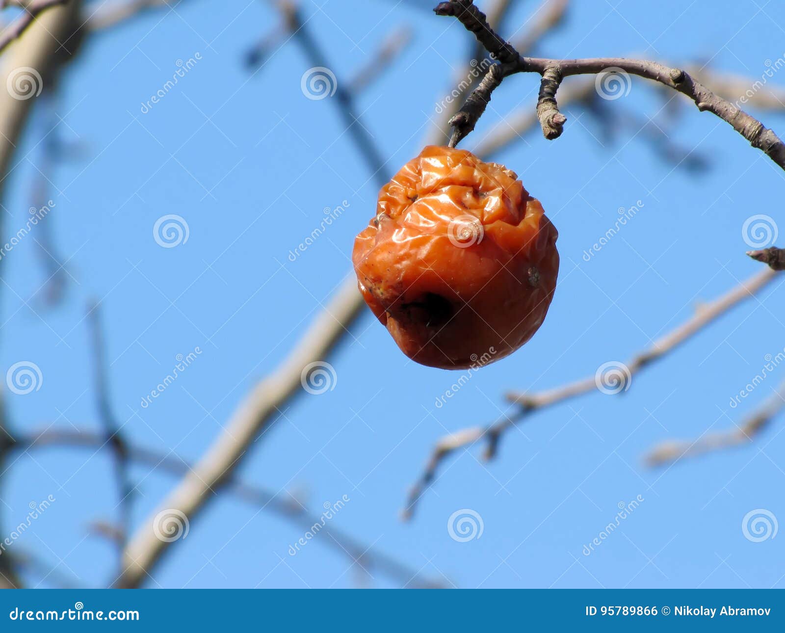 Ein Fauler Apfel Wiegt Auf Einem Baum Stockfoto - Bild von beschädigung