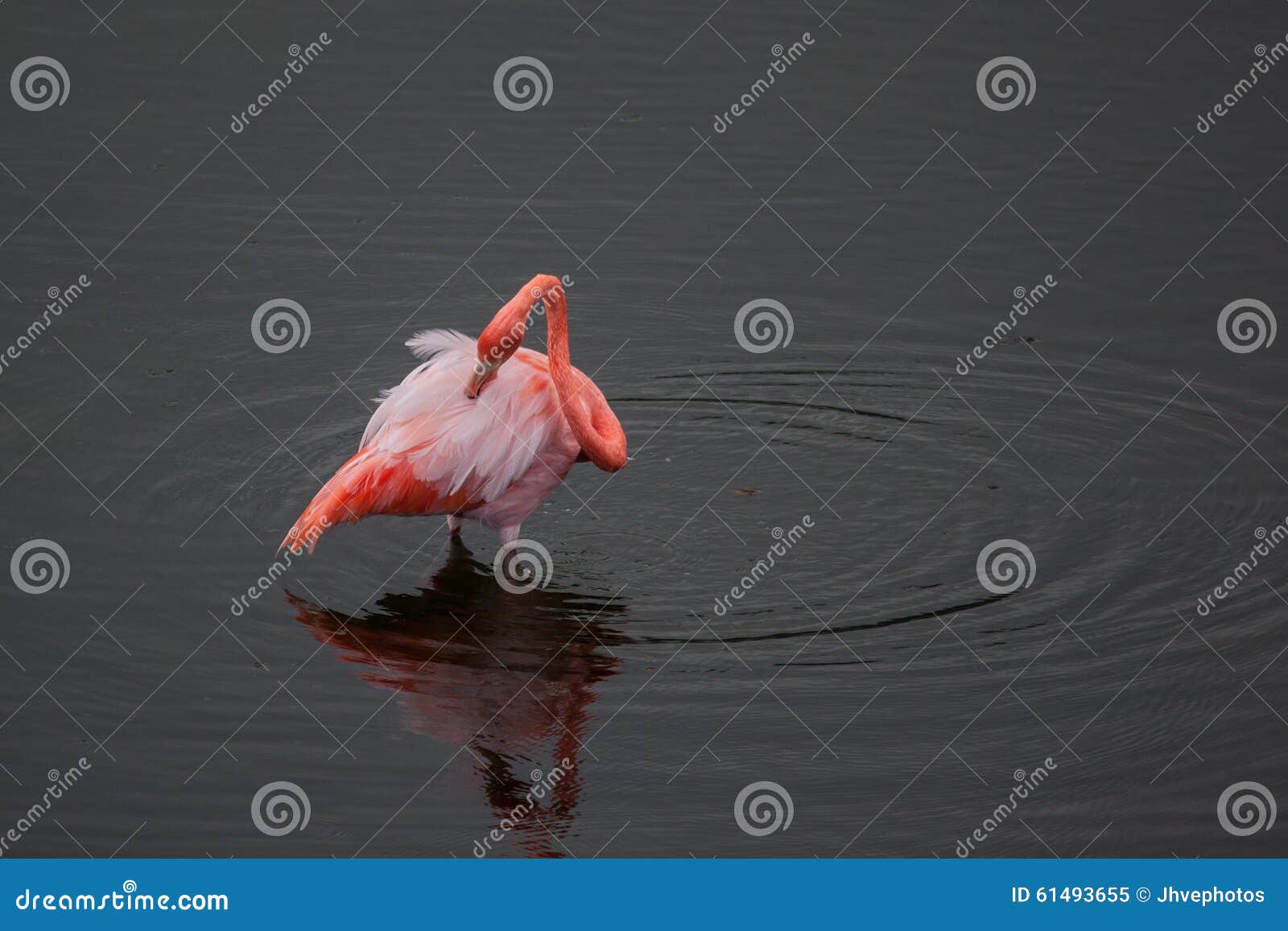 https://thumbs.dreamstime.com/z/ein-flamingo-der-im-wasser-mit-ente-steht-61493655.jpg