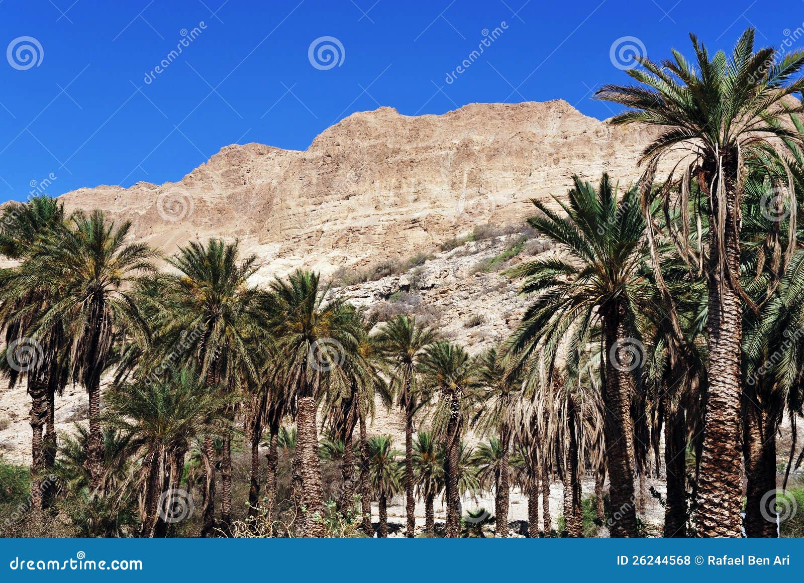 ein gedi spring