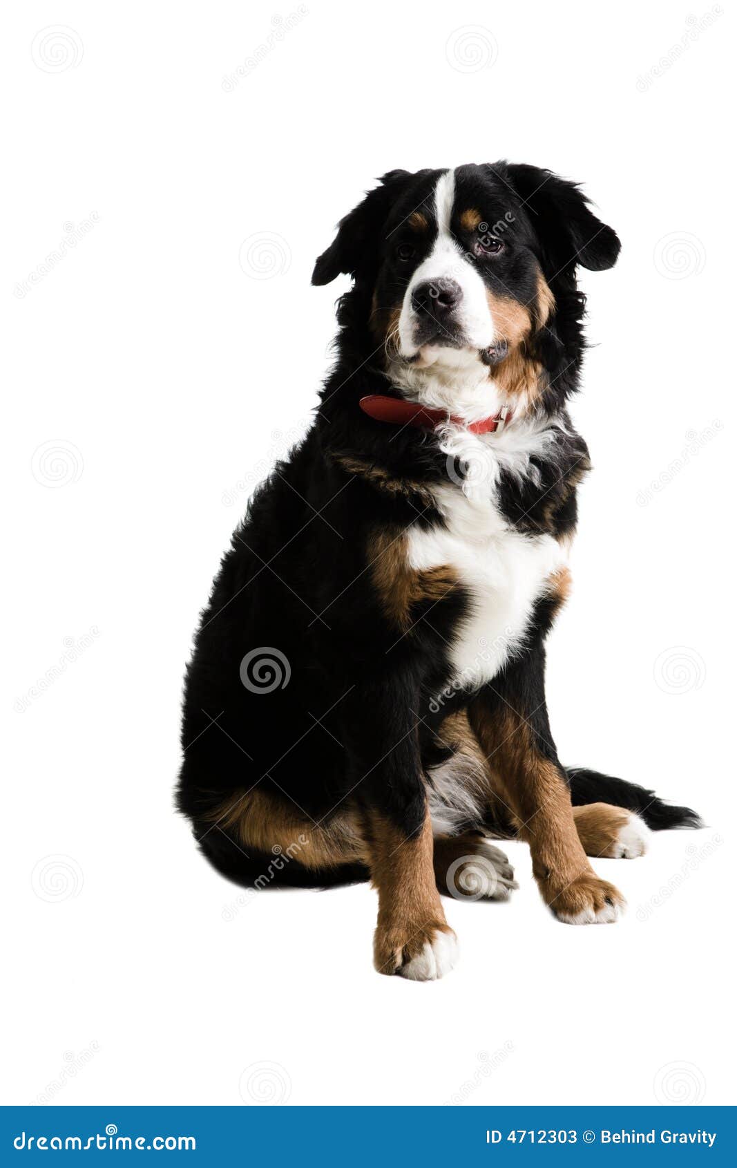 Ein Hund, Der Oben Sitzt Bild. Bild 4712303