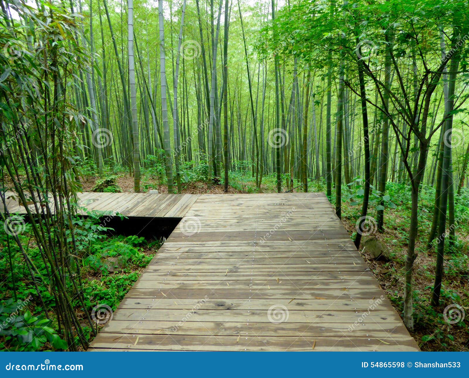 Ein hölzerner Weg durch einen Bambuswald in tianmu See Liyang-Stadtjiangsu-Provinz China