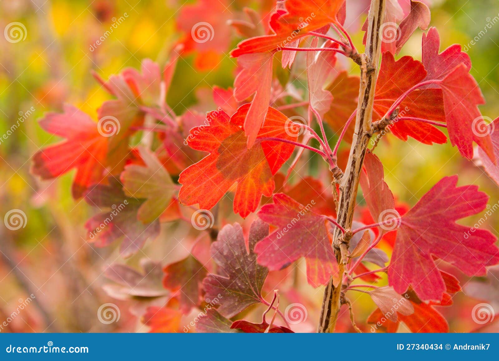 Ein Kleiner Baum Mit Roten Blattern Stockfoto Bild Von Park Jahreszeit 27340434