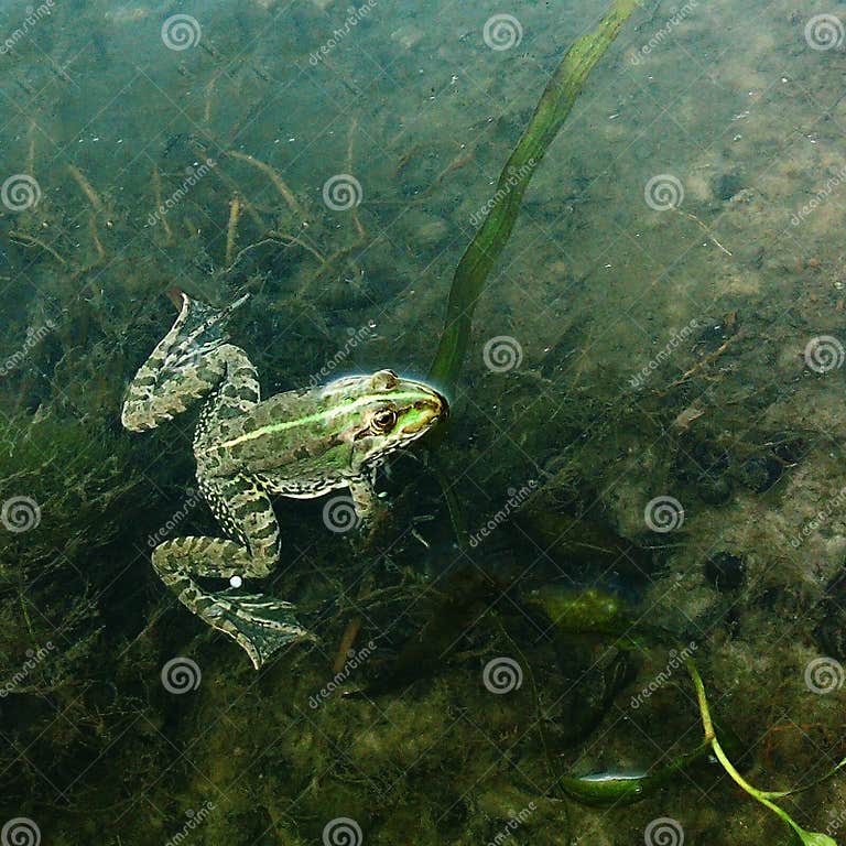 Ein Kleiner Frosch in Einem Teich Unter Der Meerespflanze Lugt Aus Dem