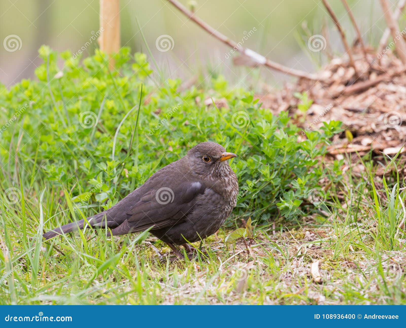 Ein Kleiner Grau Brauner Vogel Und Ein Grunes Gras Stockfoto Bild Von Grau Gras