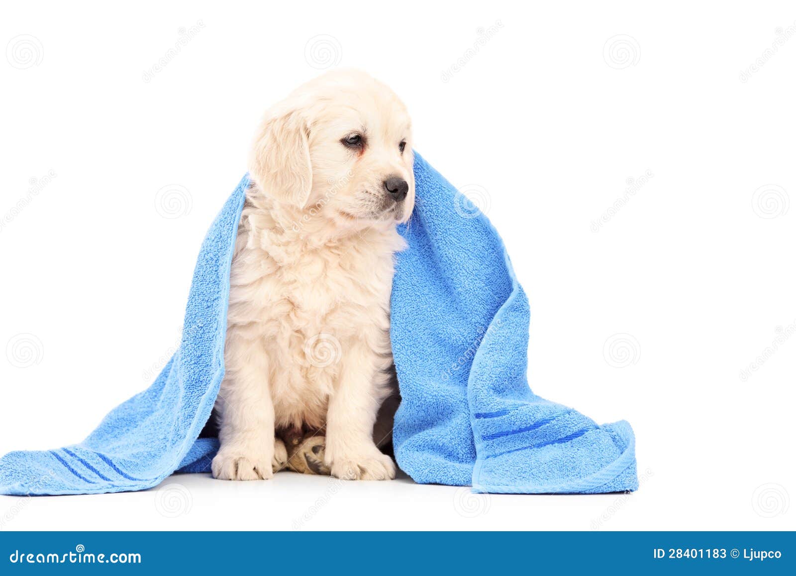 Ein Kleiner Labrador RetrieverHund Abgedeckt Mit Blauem Tuch Stockbild