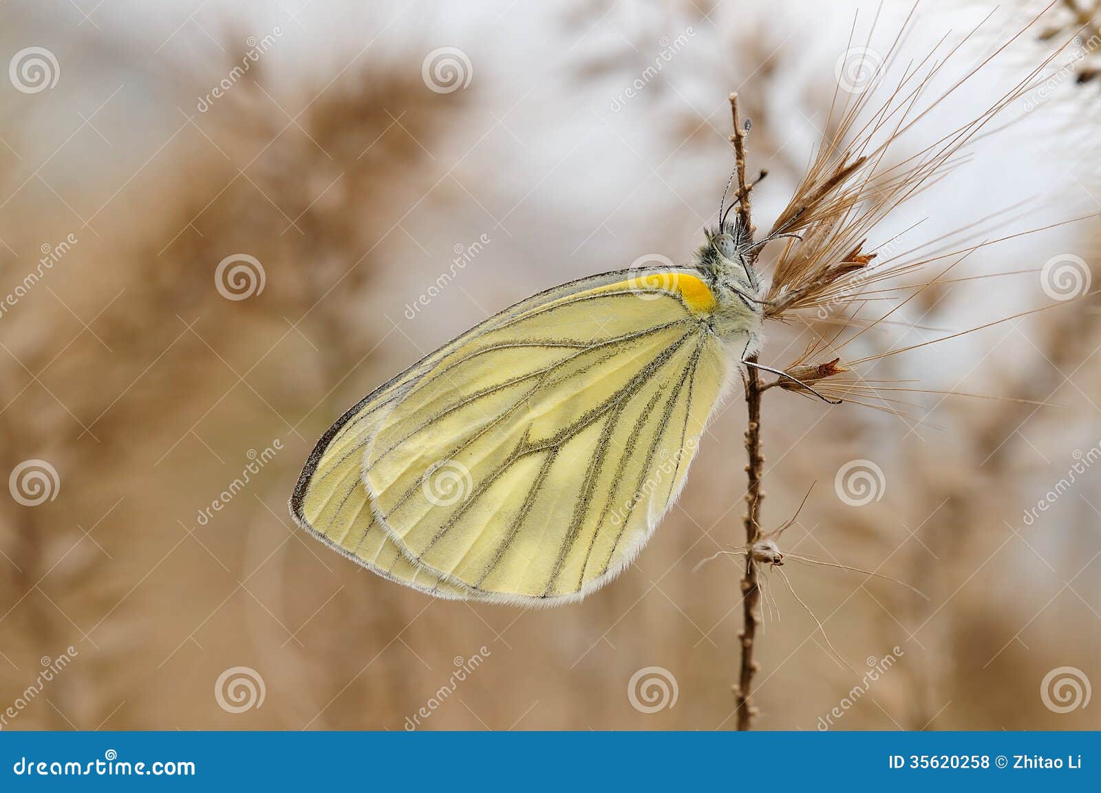 Ein Kleiner Schmetterling Im Winter Stockfoto - Bild von schönheit