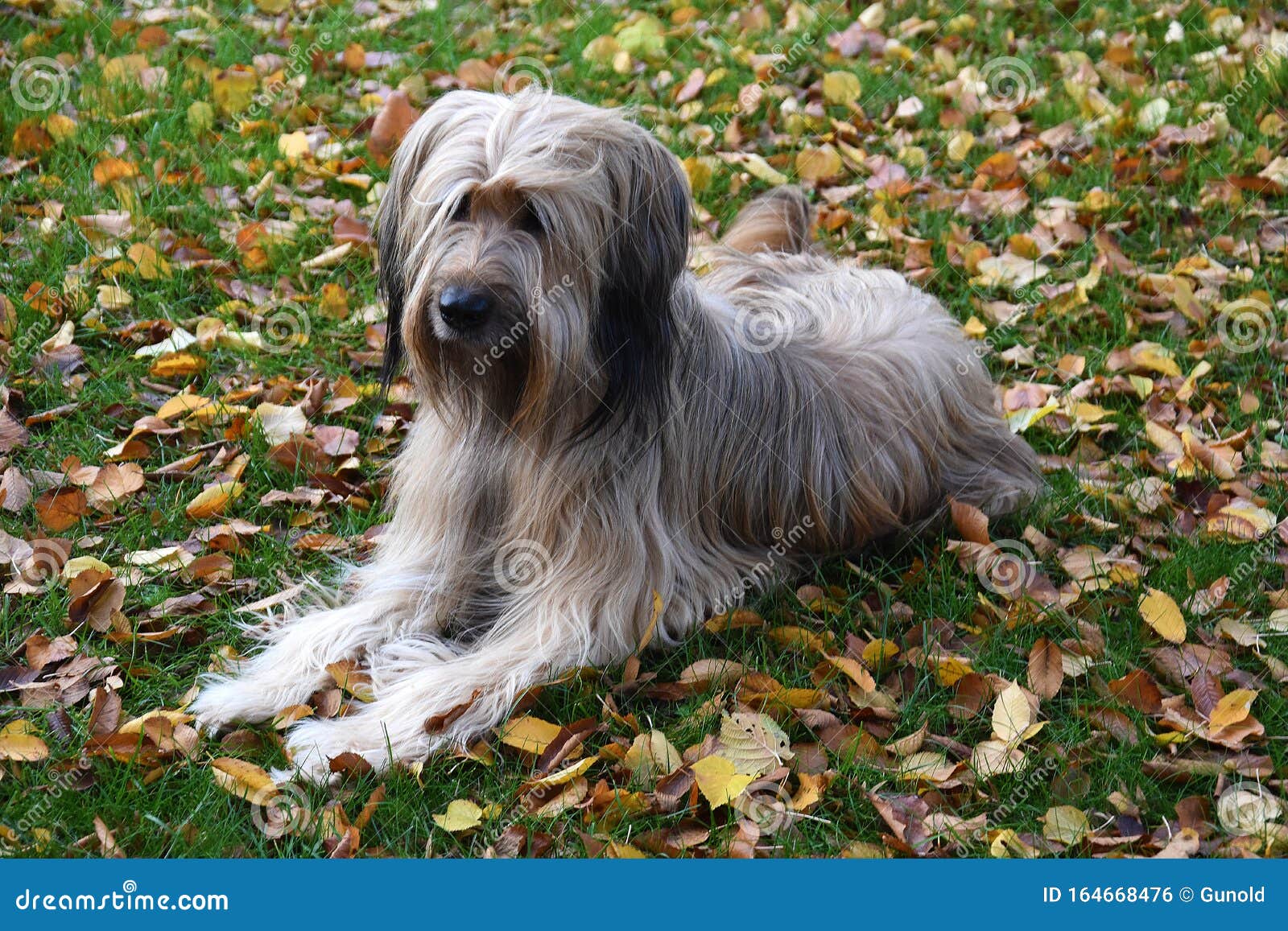 Ein Kleinerer Hund Sitzt Auf Der Wiese Stockfoto Bild von wiese, hund