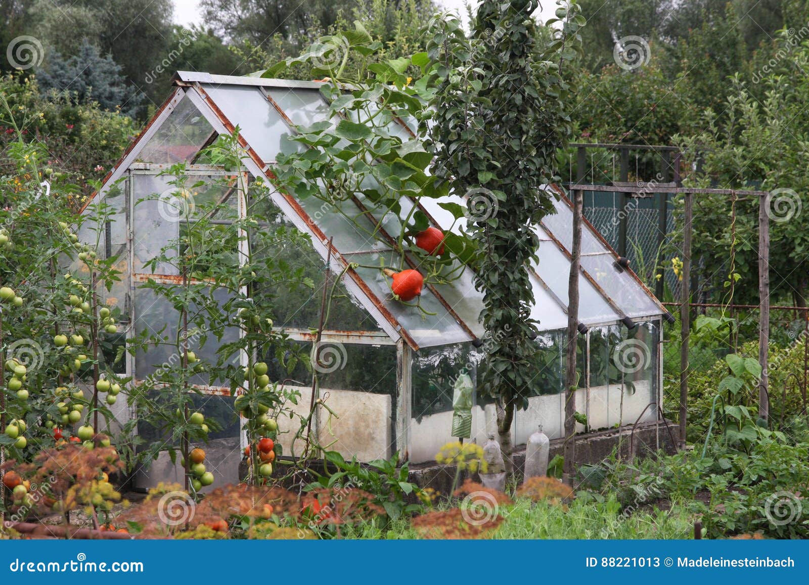 Ein Kleines Gewachshaus Im Garten Stockbild Bild Von Frisch Gardening 88221013