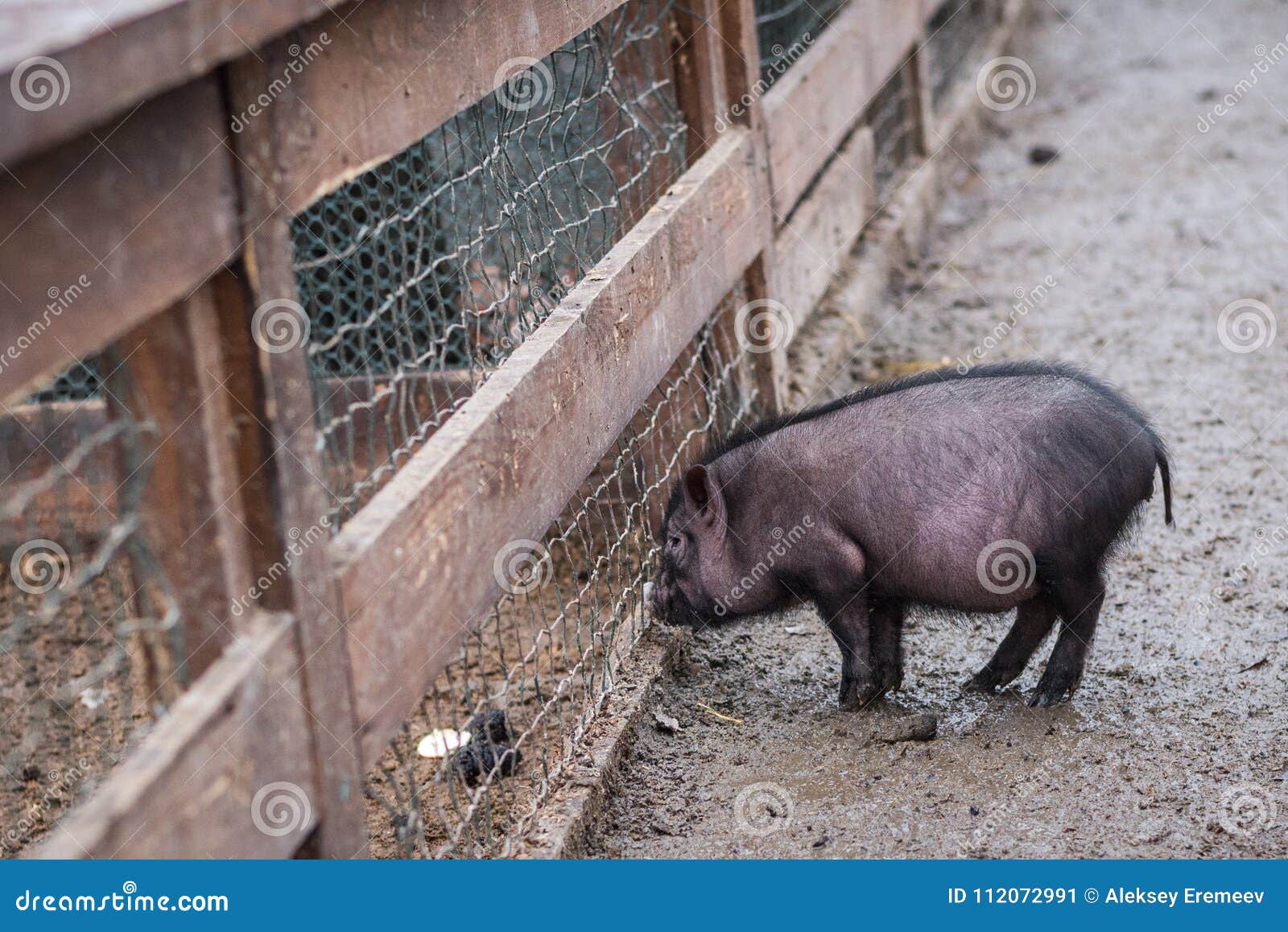 Ein Kleines Schwarzes Schwein Geht Um Das Yard Stockbild Bild von