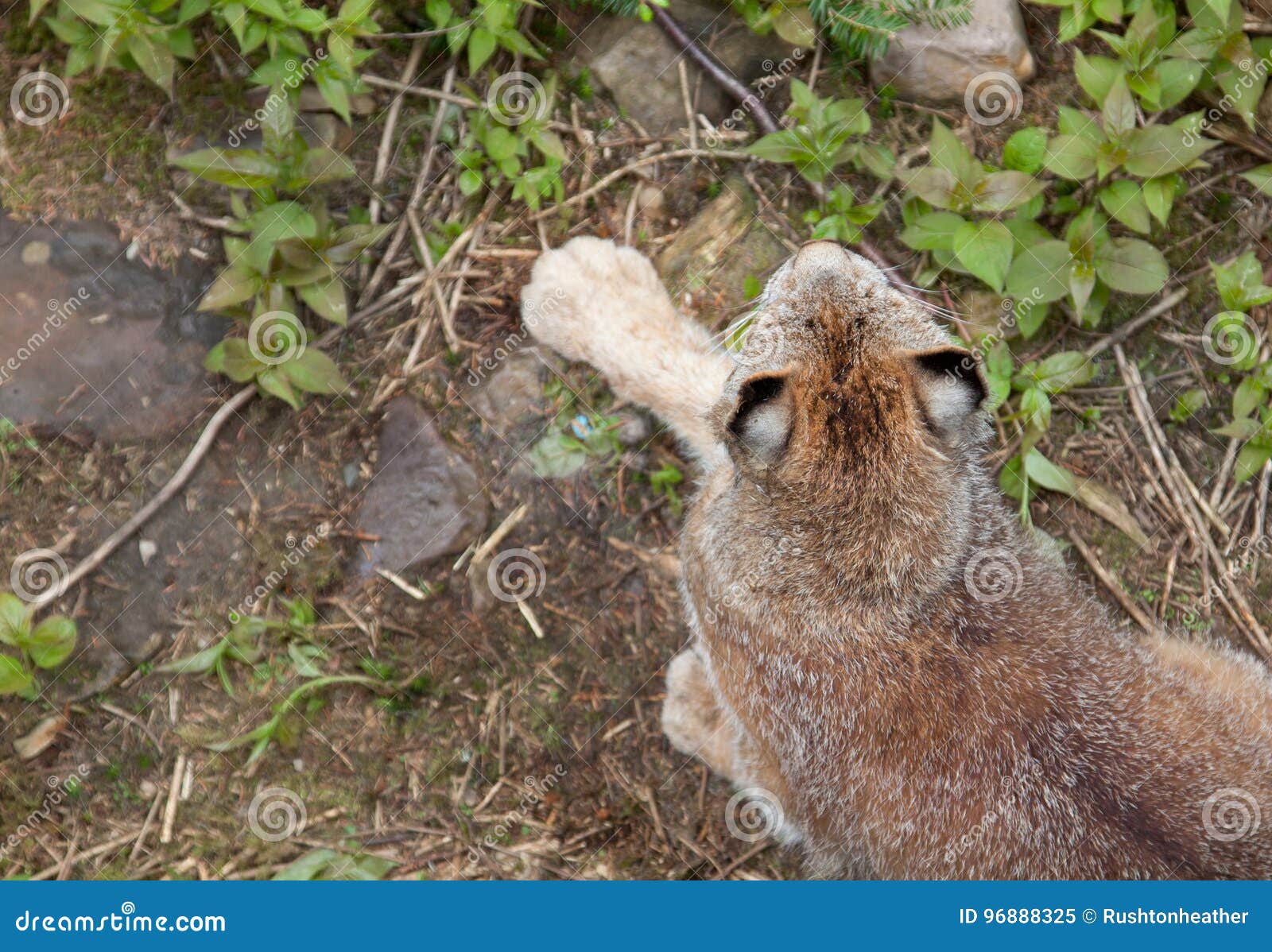 Ein Luchs ` S Ohren Unten Betrachten Stockbild Bild von relax, sibirien 96888325