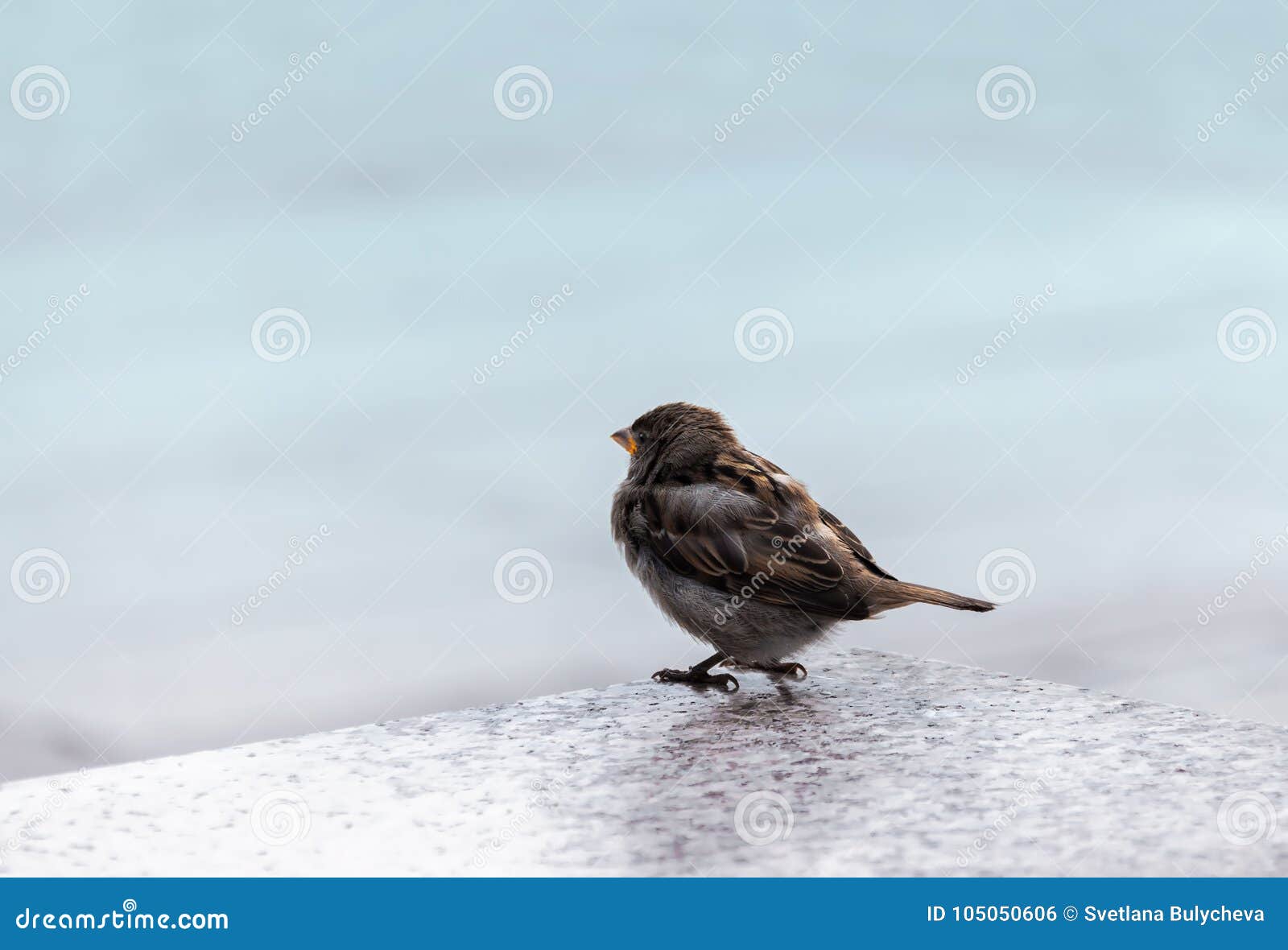 Ein Natur-Winter-Vogel stockfoto. Bild von winter, vogel - 105050606