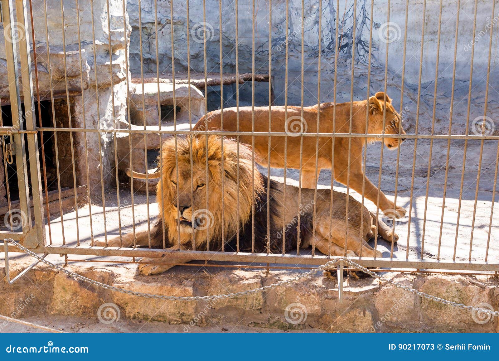Ein Paar Lowen In Der Gefangenschaft In Einem Zoo Hinter Gittern Energie Und Angriff Im Kafig Stockbild Bild Von Lowen Energie