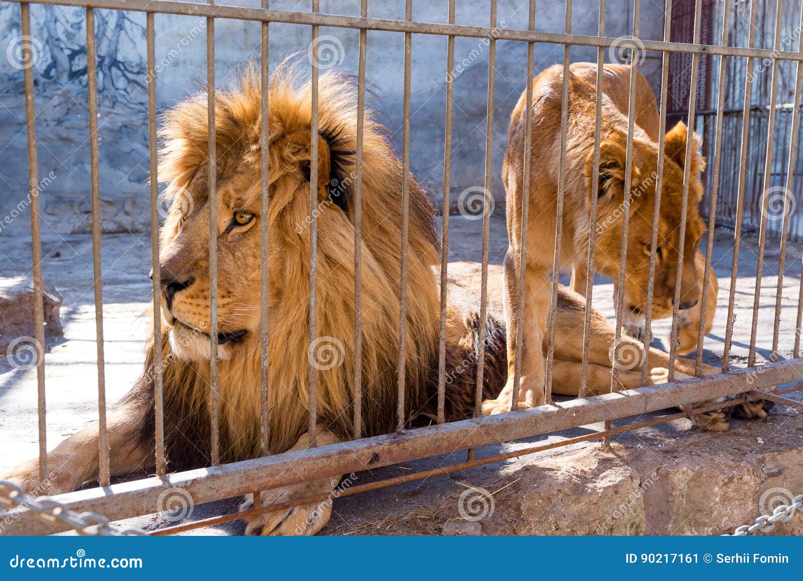 Ein Paar Lowen In Der Gefangenschaft In Einem Zoo Hinter Gittern Energie Und Angriff Im Kafig Stockbild Bild Von Paar Energie