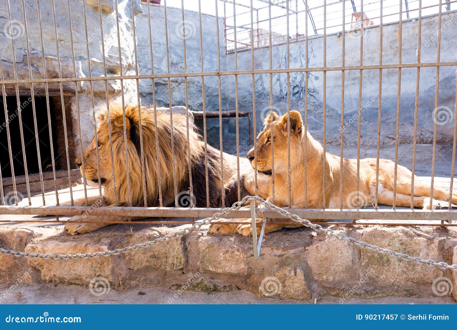 Ein Paar Lowen In Der Gefangenschaft In Einem Zoo Hinter Gittern Energie Und Angriff Im Kafig Stockbild Bild Von Gittern Lowen