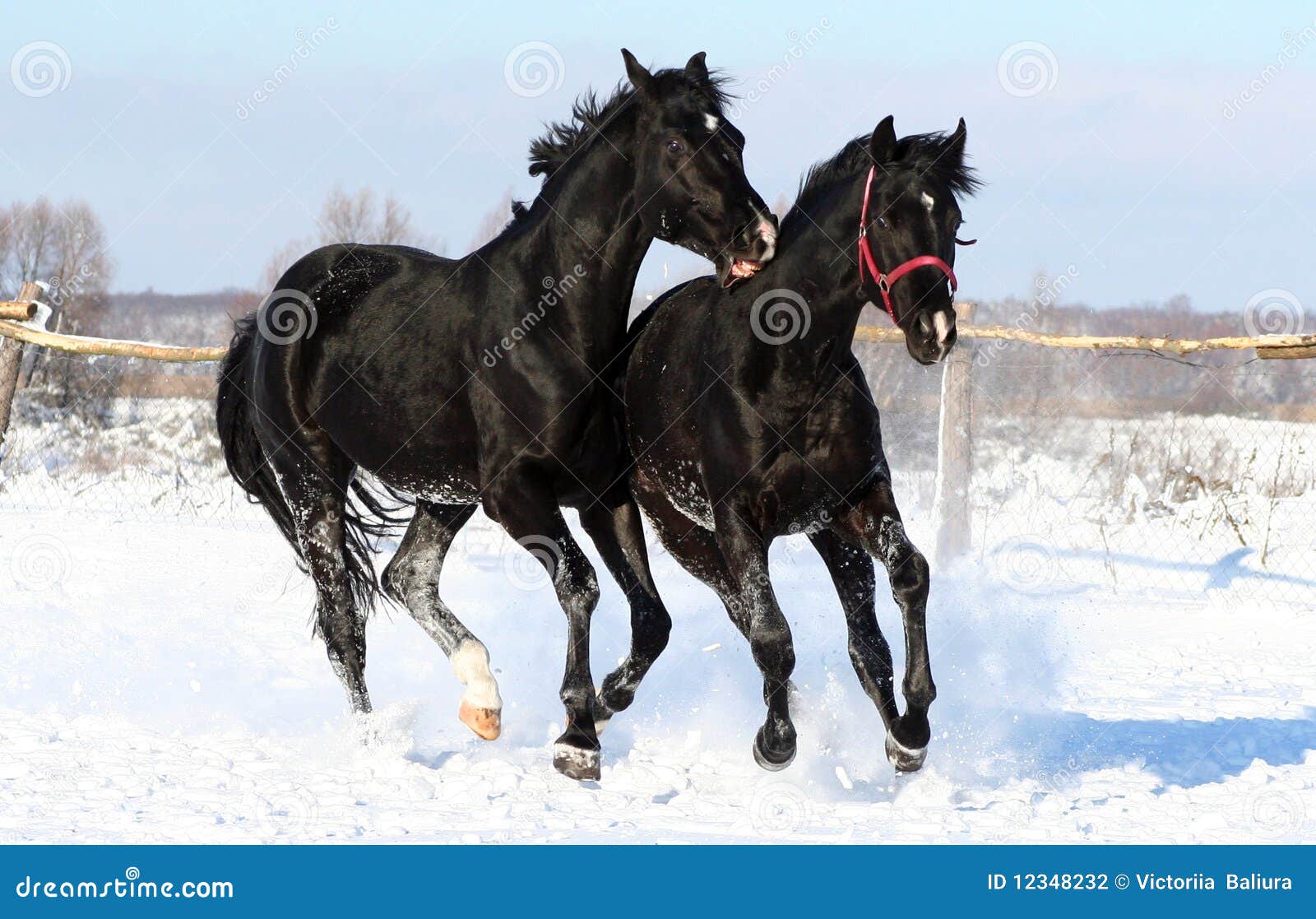 681 Schwarze Pferde Fotos Kostenlose Und Royalty Free Stock Fotos Von Dreamstime