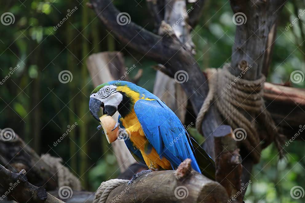Ein Papagei Ist Ein Vogel Mit Vielen Federn Und Schönen Liebe Typische