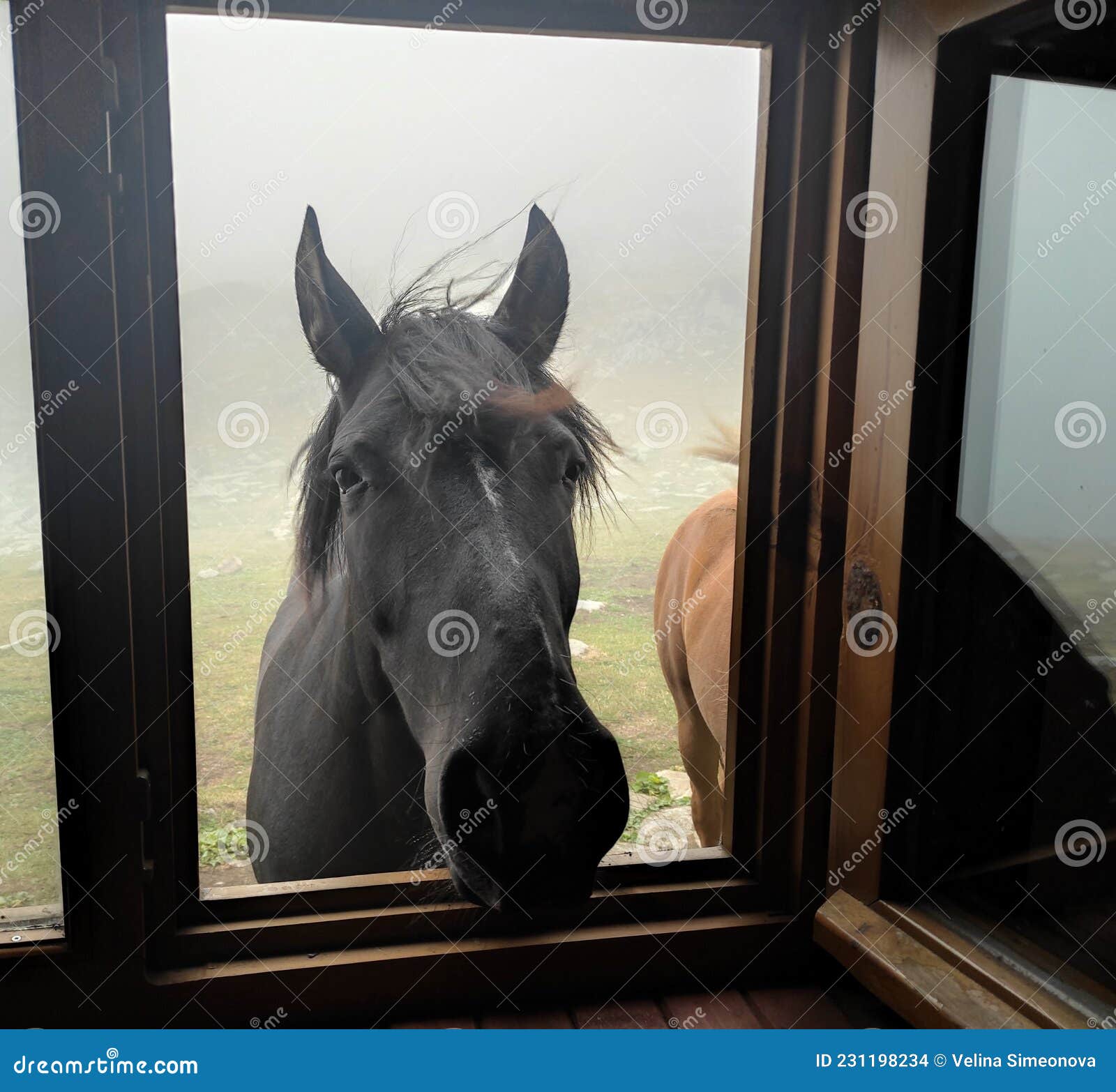 Ein Pferd, Das Durch Das Fenster in Der Teppichhütte Schaut Stockfoto -  Bild von statue, tier: 231198234