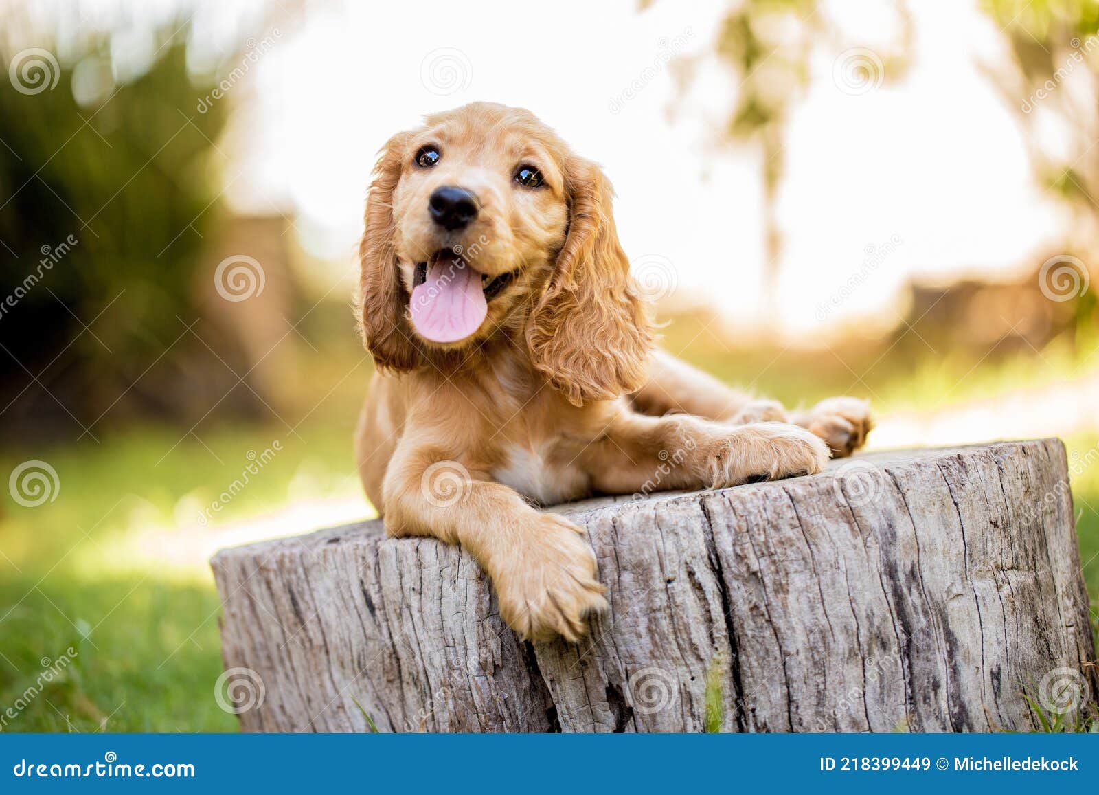 Ein Süß Braun Englisch Cocker Spaniel Puppy Liegend Auf Ein Log in Einem  Wald. Stockbild - Bild von wald, inländisch: 218399449