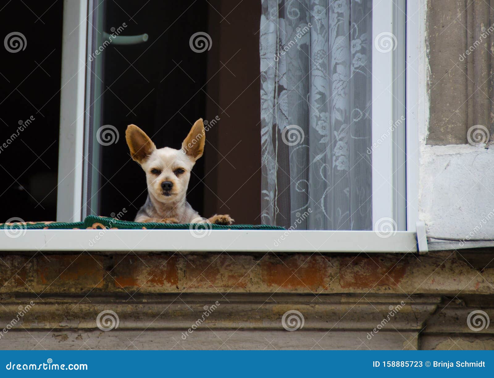 Ein Süßer Kleiner Hund Mit Großen Ohren, Die Aus Einem Fenster Schauen  Stockbild - Bild von schauen, tier: 158885723