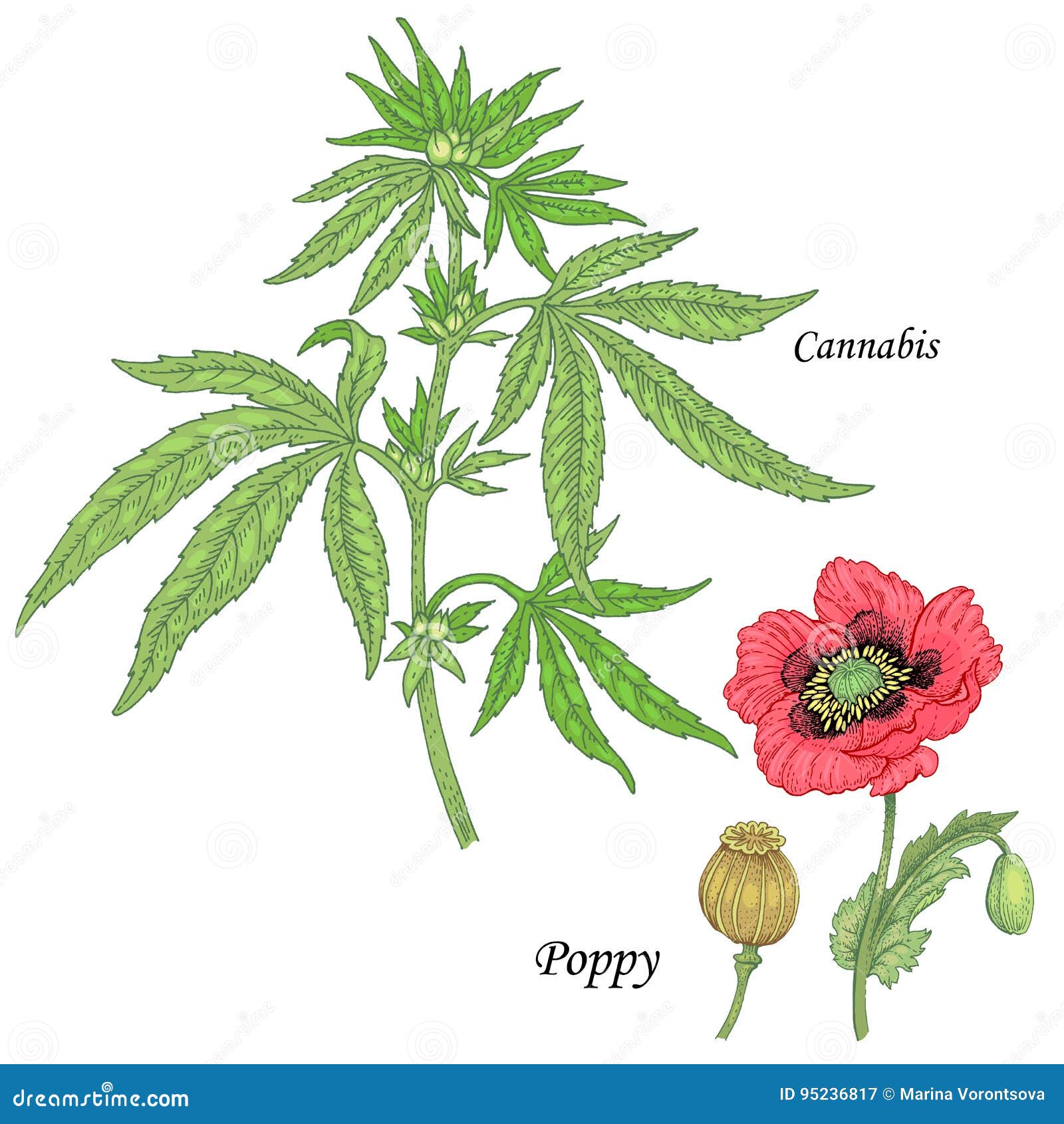 Ein Satz Heilpflanzen Hanf, Mohnblume Vektor Abbildung