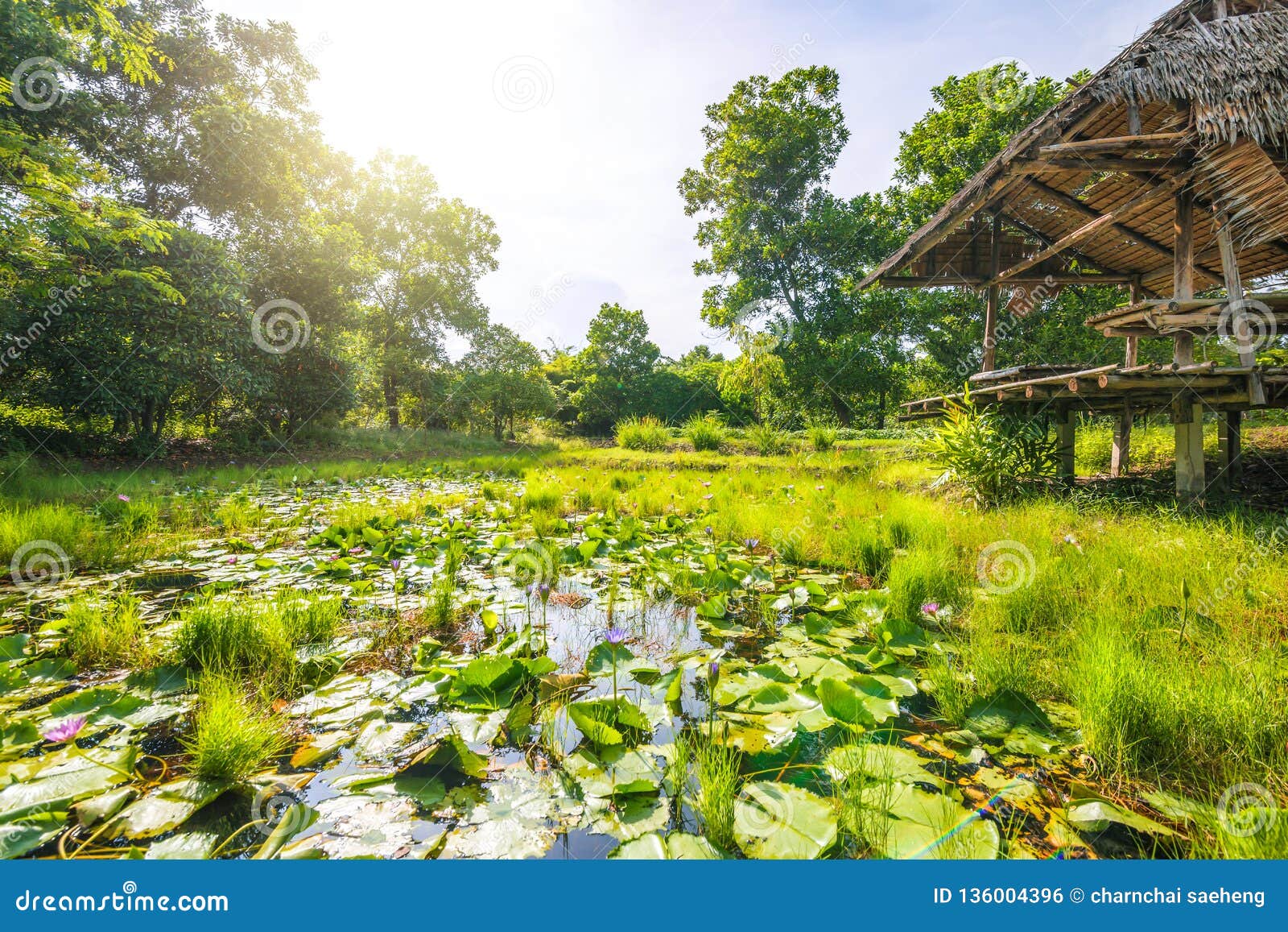 Ein Sonniger Tag Mit Teich Im Wald Stockfoto Bild von umgebung, grün
