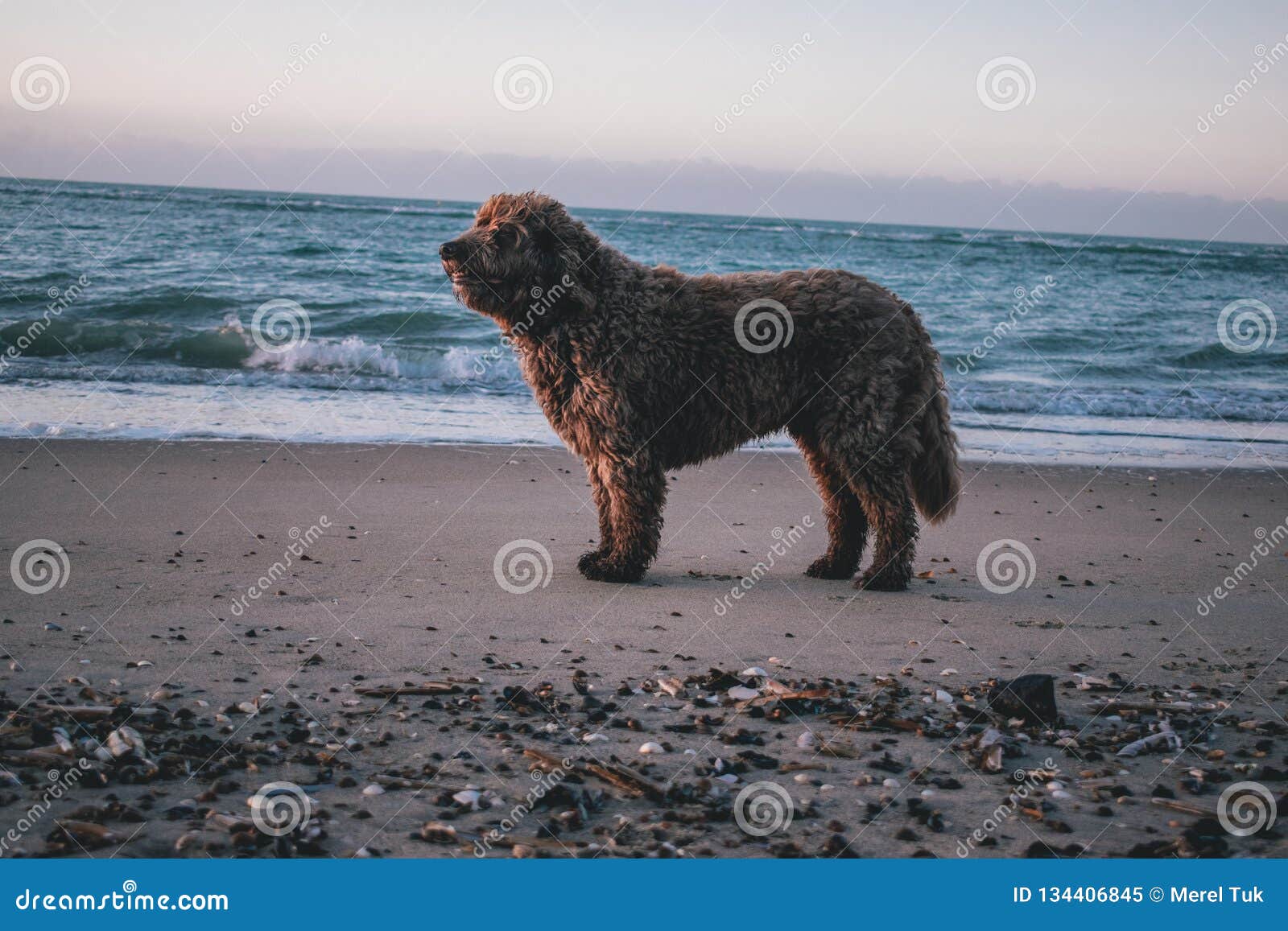Ein Spanischer WasserHund Auf Dem Strand Stockbild Bild von reizend