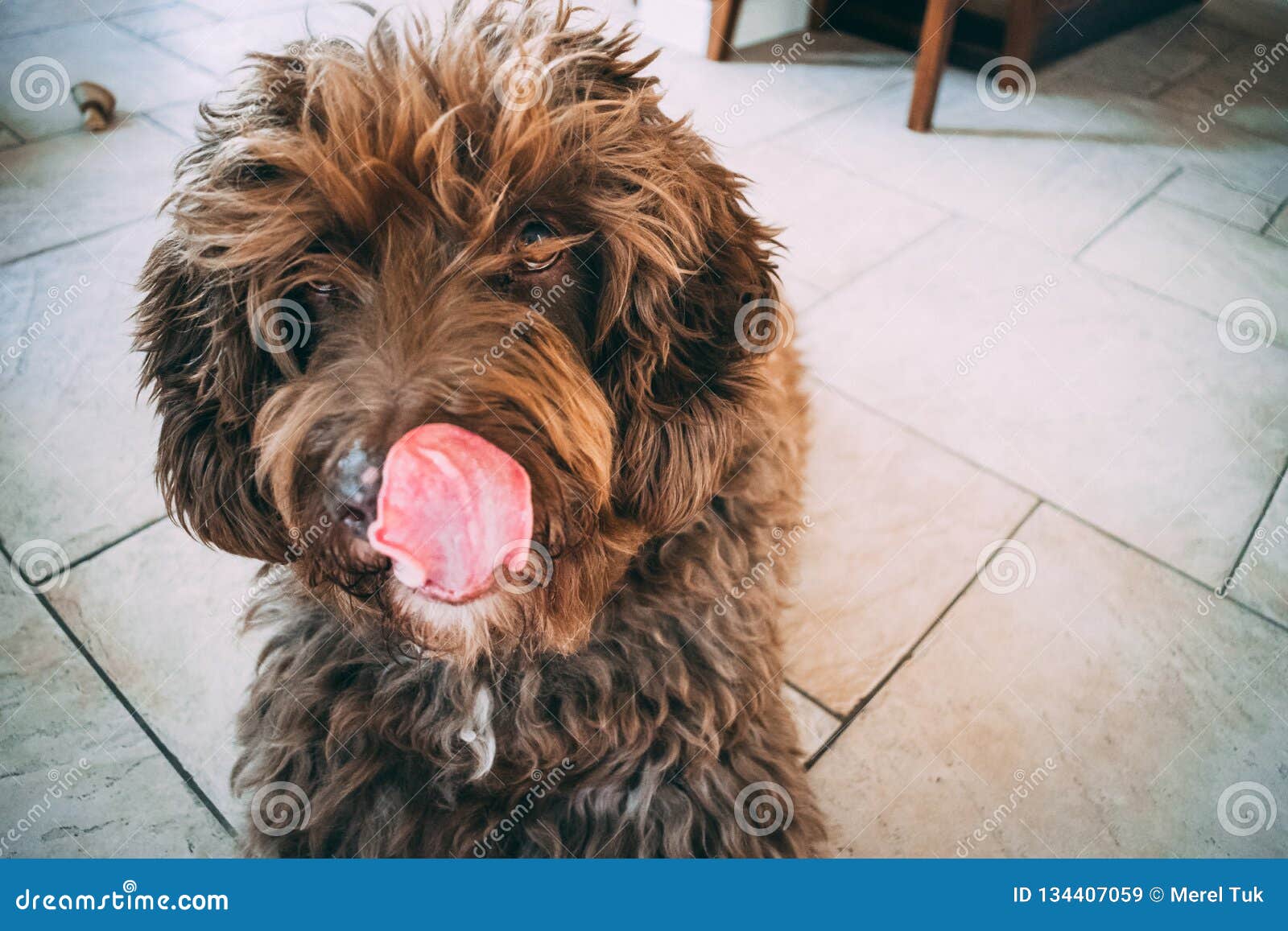 Ein Spanischer WasserHund Auf Dem Strand Stockbild Bild von hunde