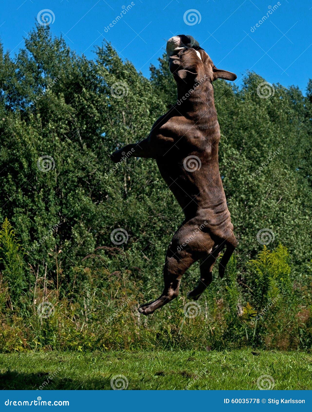 Ein Starker Hund, Der In Die Luft Springt Stockfoto Bild von hund