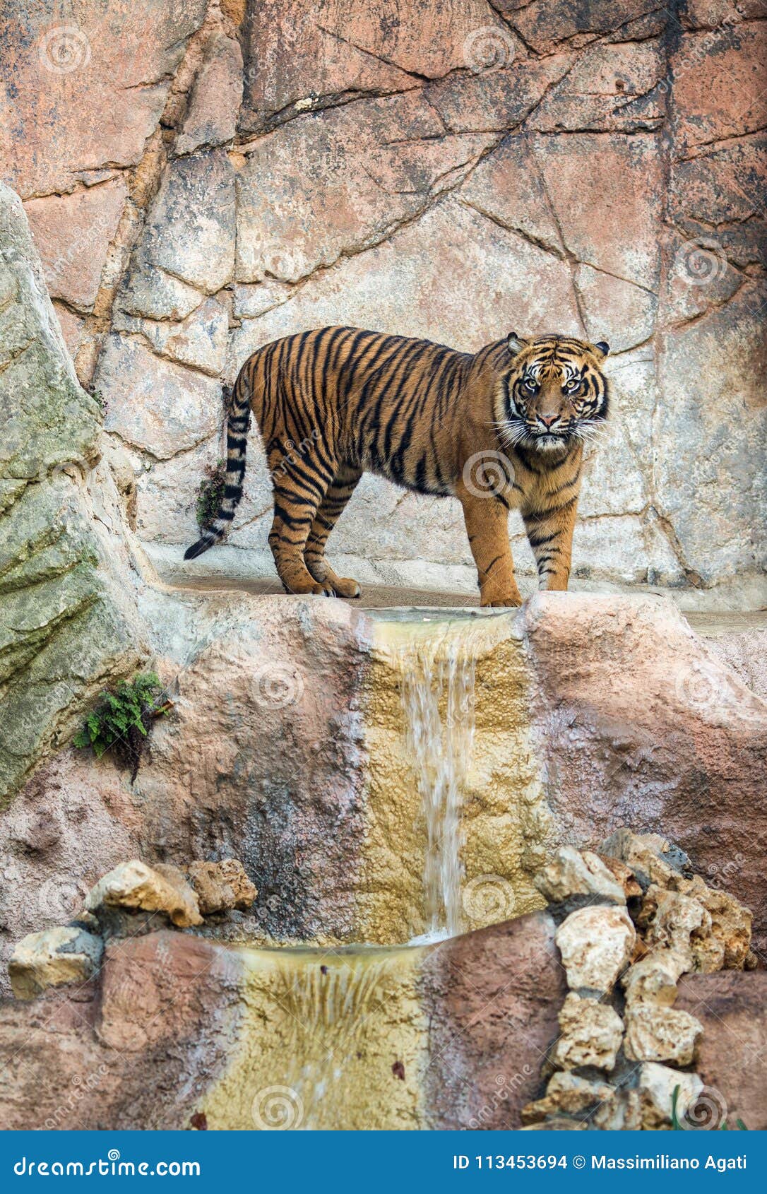 Ein Tiger in einem Naturpark, der seine natürliche Umwelt vorschlägt